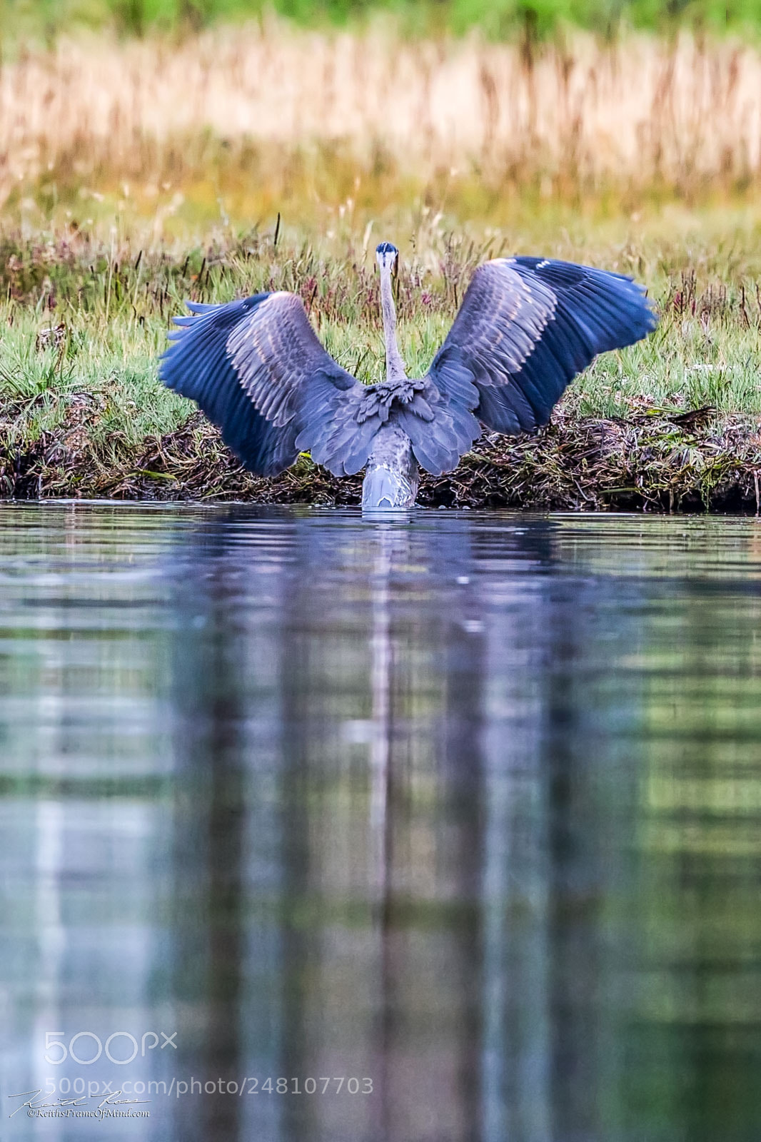 Canon EOS-1D X Mark II sample photo. 143. great blue heron photography