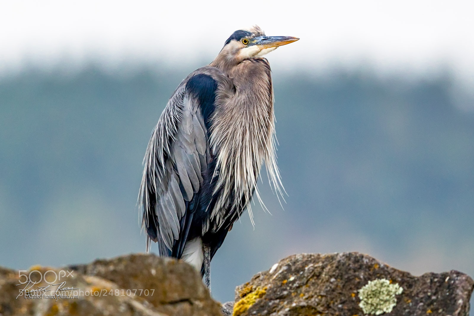 Canon EOS-1D X Mark II sample photo. 148. great blue heron photography