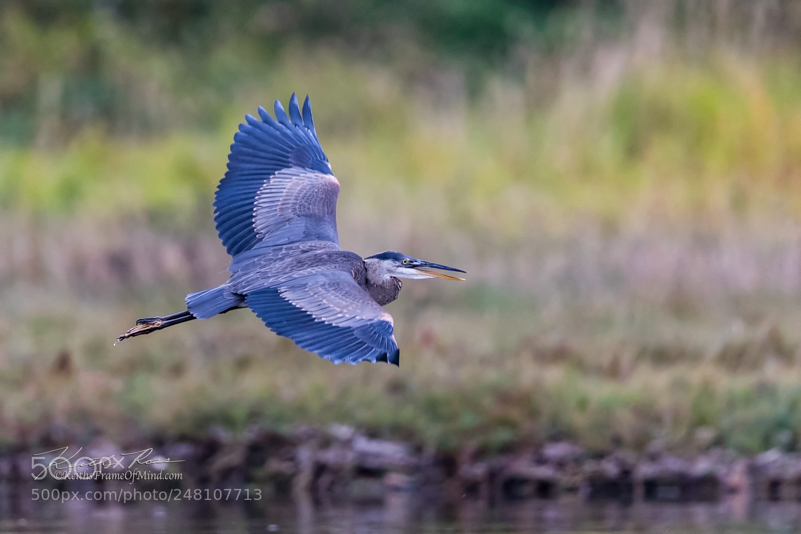 Canon EOS-1D X Mark II sample photo. 147. great blue heron photography
