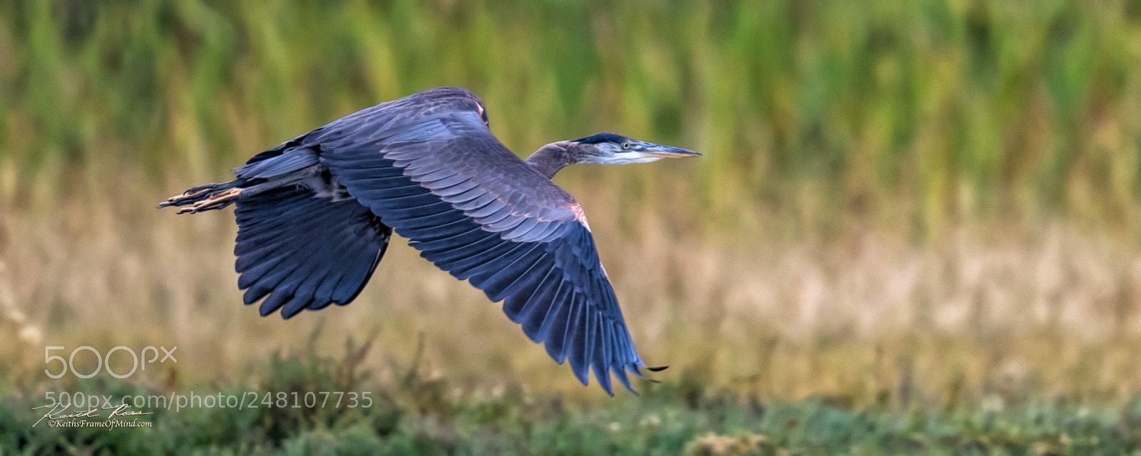 Canon EOS-1D X Mark II sample photo. 145. great blue heron photography