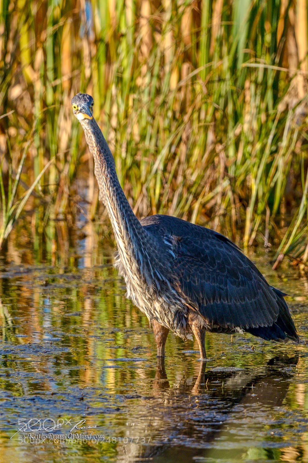 Canon EOS-1D X Mark II sample photo. 150. great blue heron photography