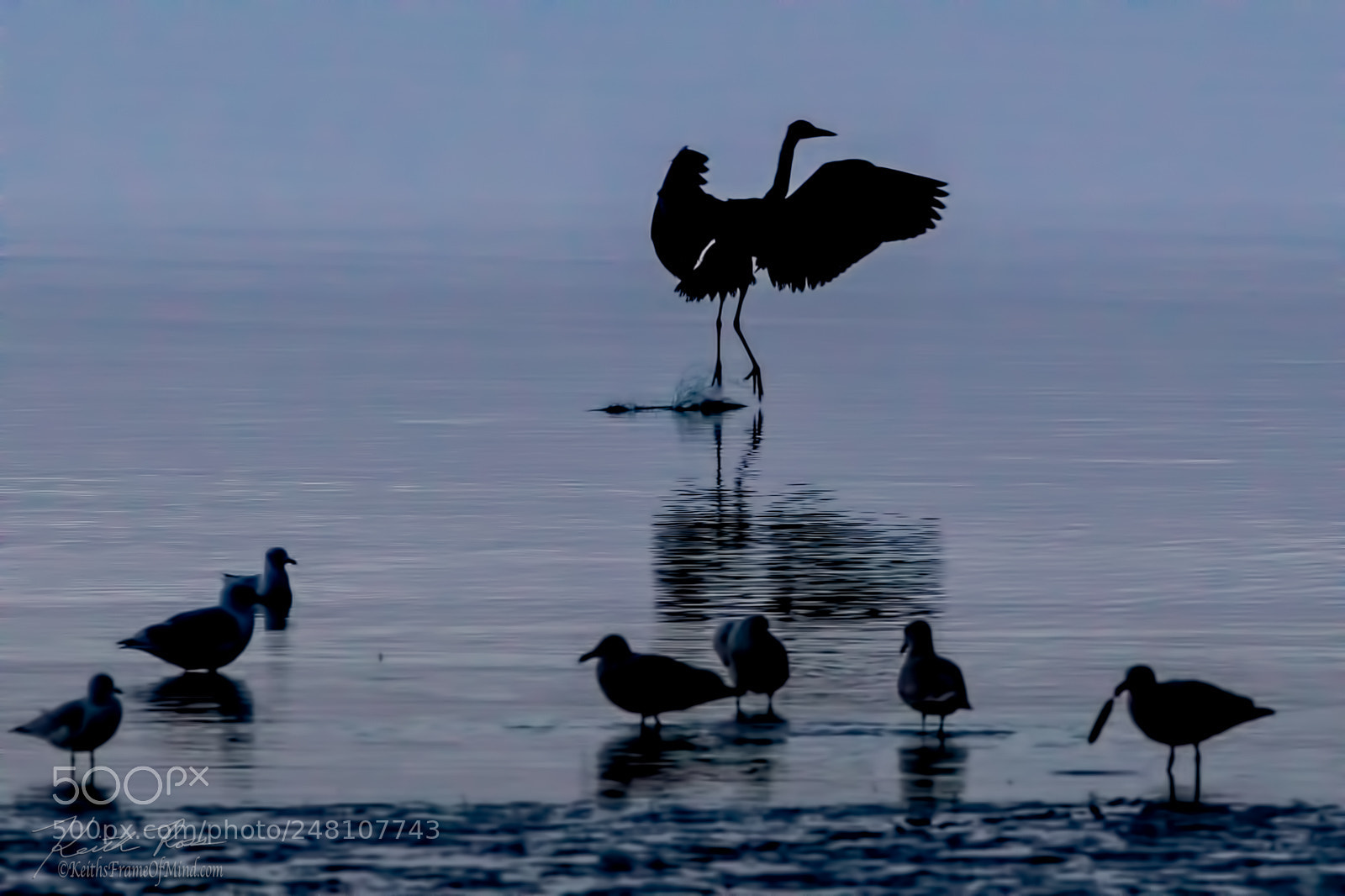 Canon EOS-1D X Mark II sample photo. 153. great blue heron photography