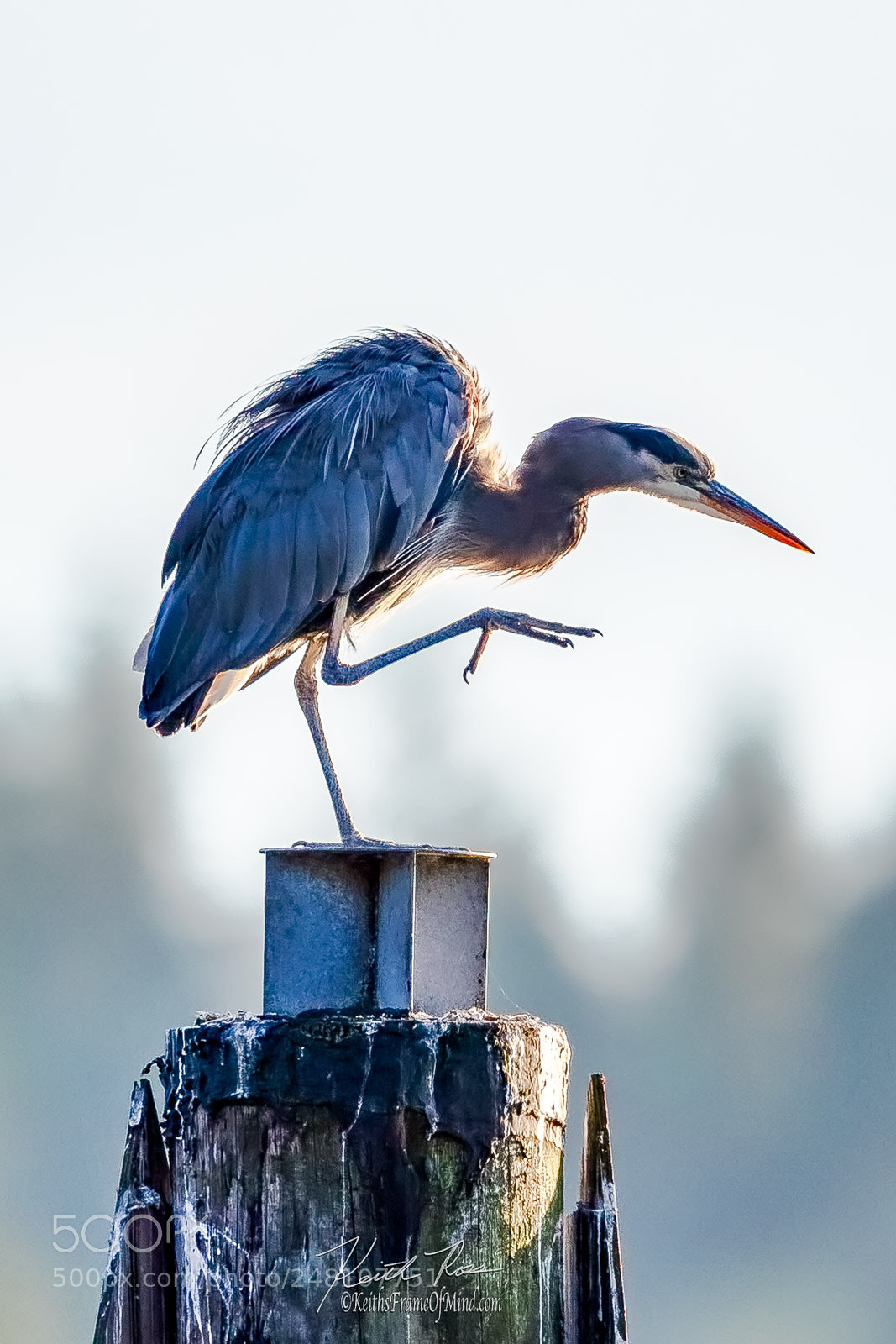 Canon EOS-1D X Mark II sample photo. 155. great blue heron photography