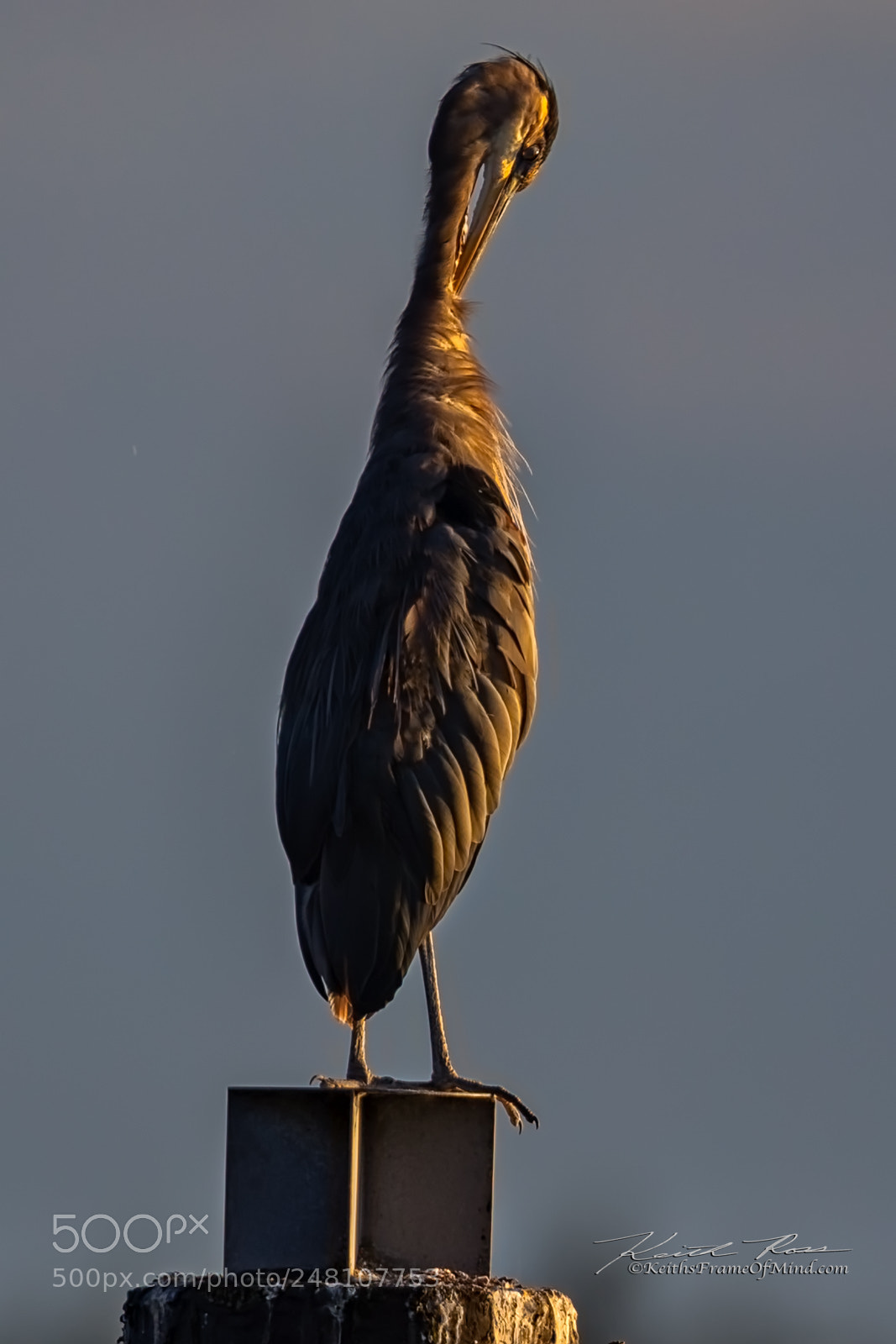 Canon EOS-1D X Mark II sample photo. 162. great blue heron photography
