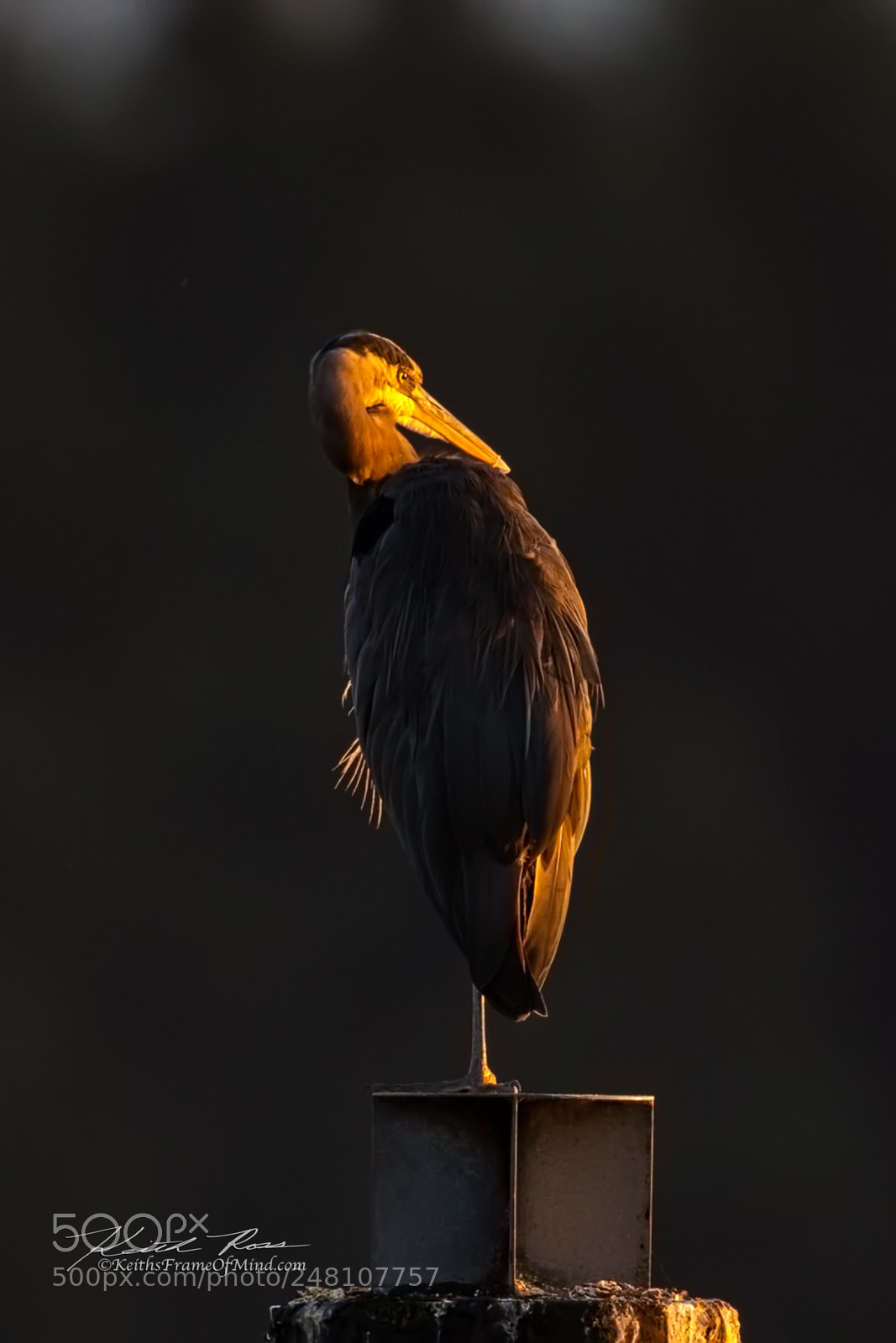 Canon EOS-1D X Mark II sample photo. 163. great blue heron photography