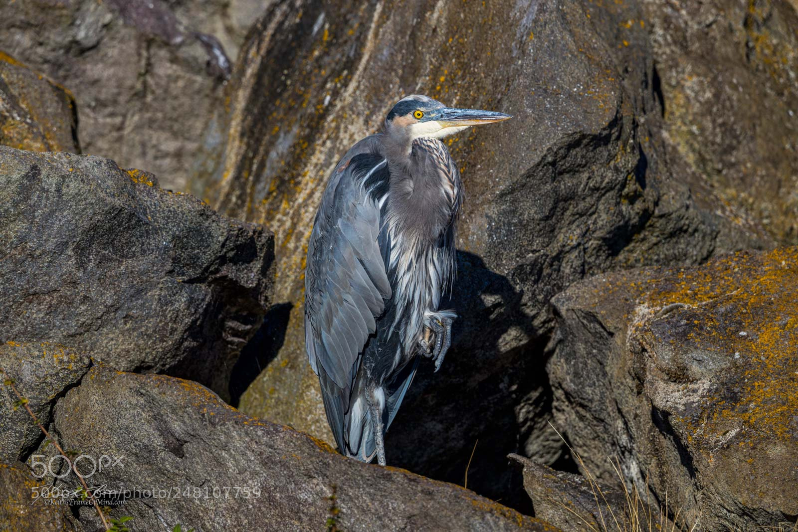 Canon EOS-1D X Mark II sample photo. 166. great blue heron photography