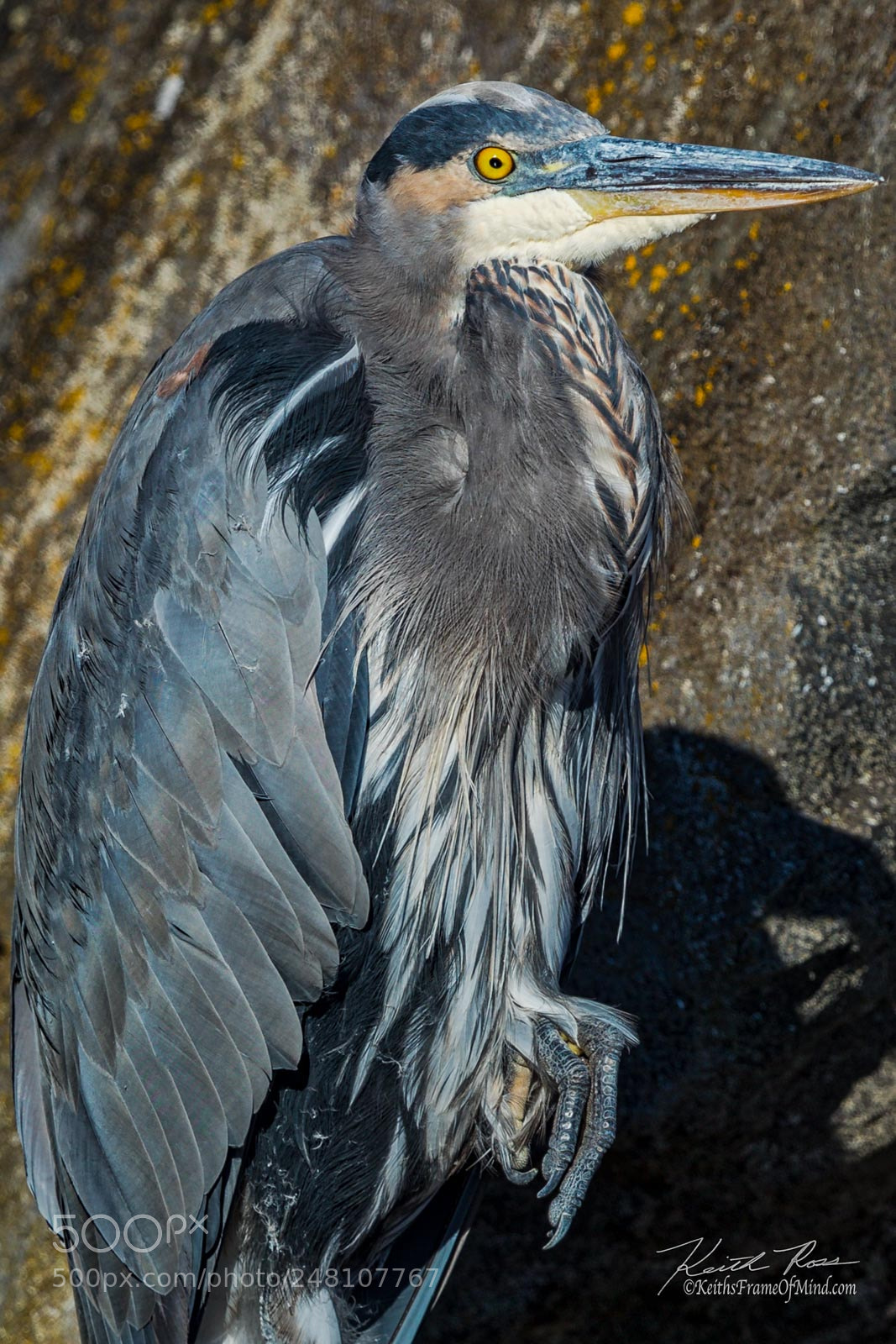Canon EOS-1D X Mark II sample photo. 165. great blue heron photography