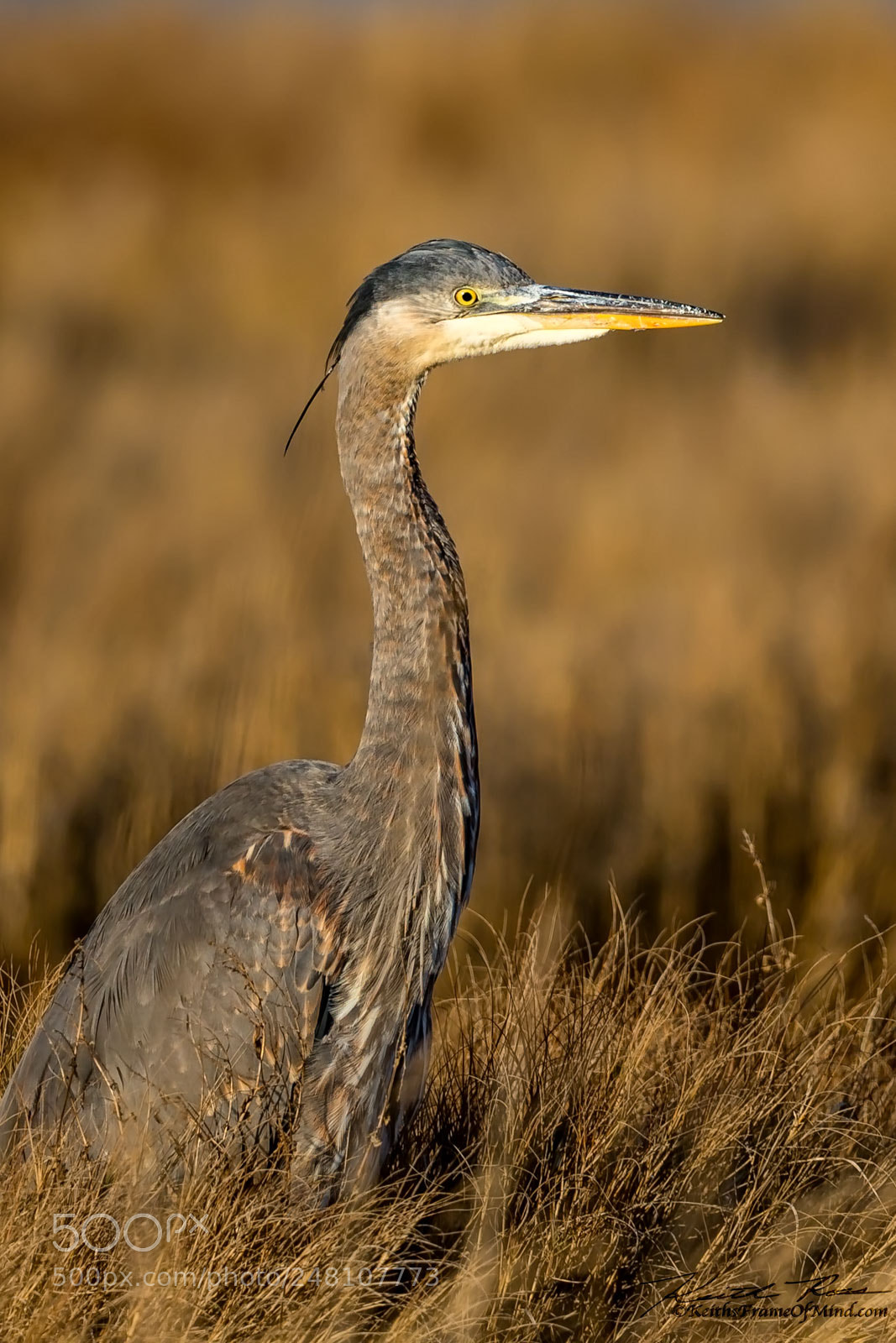 Canon EOS-1D X Mark II sample photo. 167. great blue heron photography
