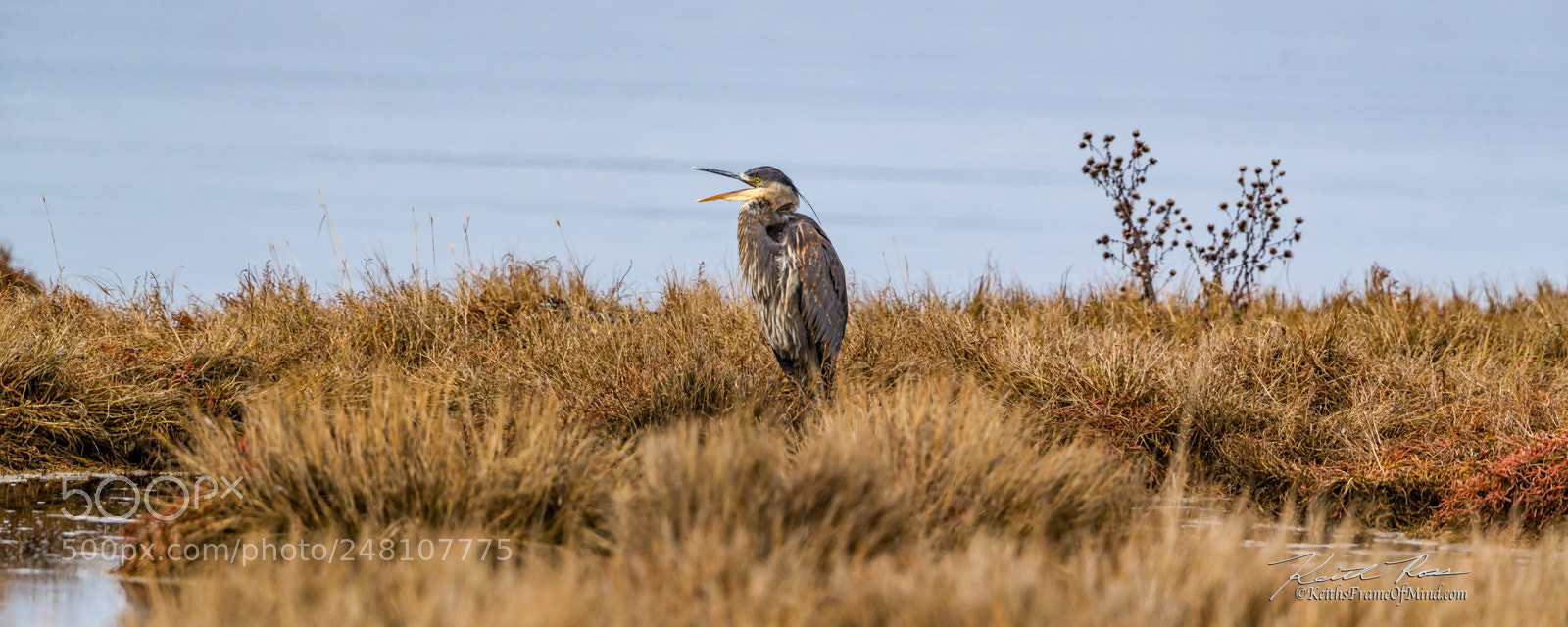 Canon EOS-1D X Mark II sample photo. 170. great blue heron photography