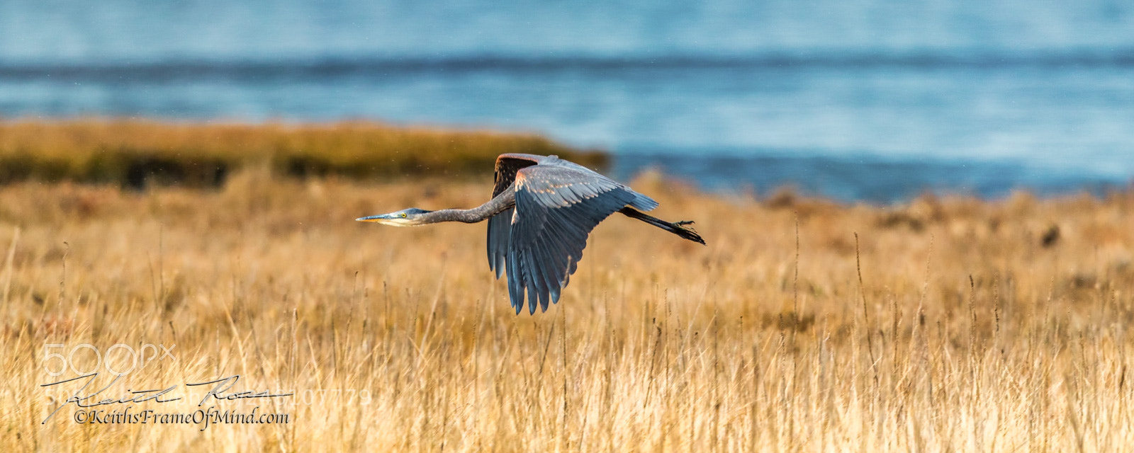 Canon EOS-1D X Mark II sample photo. 171. great blue heron photography