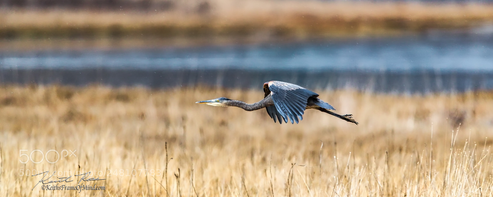 Canon EOS-1D X Mark II sample photo. 172. great blue heron photography