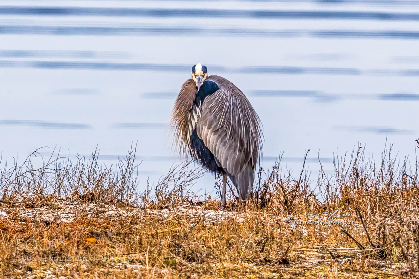 Canon EOS-1D X Mark II sample photo. 168. great blue heron photography