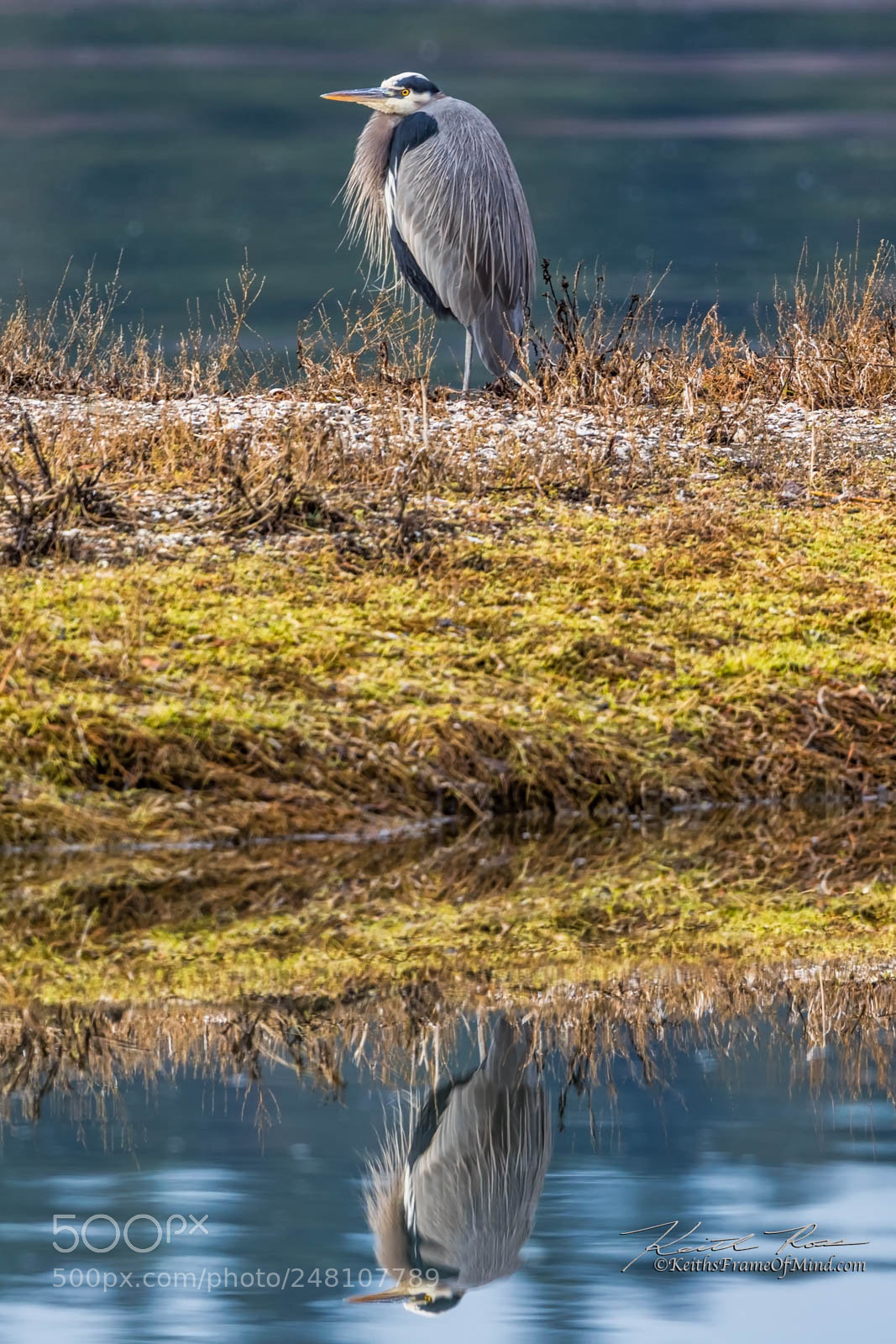 Canon EOS-1D X Mark II sample photo. 169. great blue heron photography