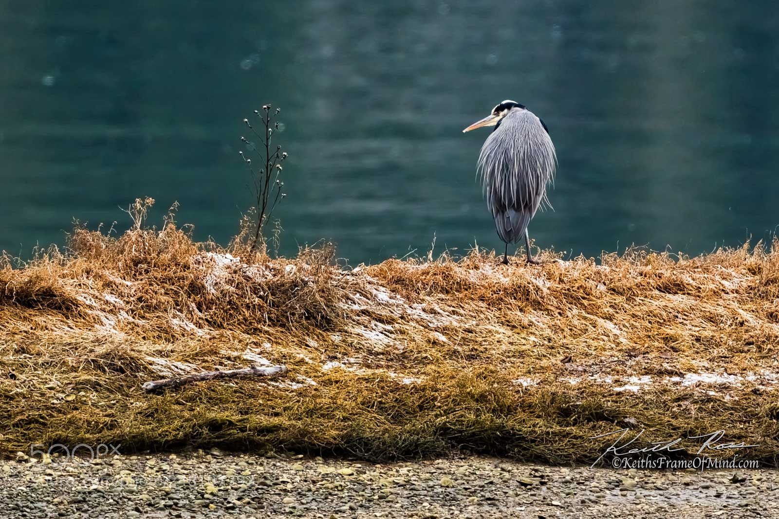 Canon EOS-1D X Mark II sample photo. 173. great blue heron photography