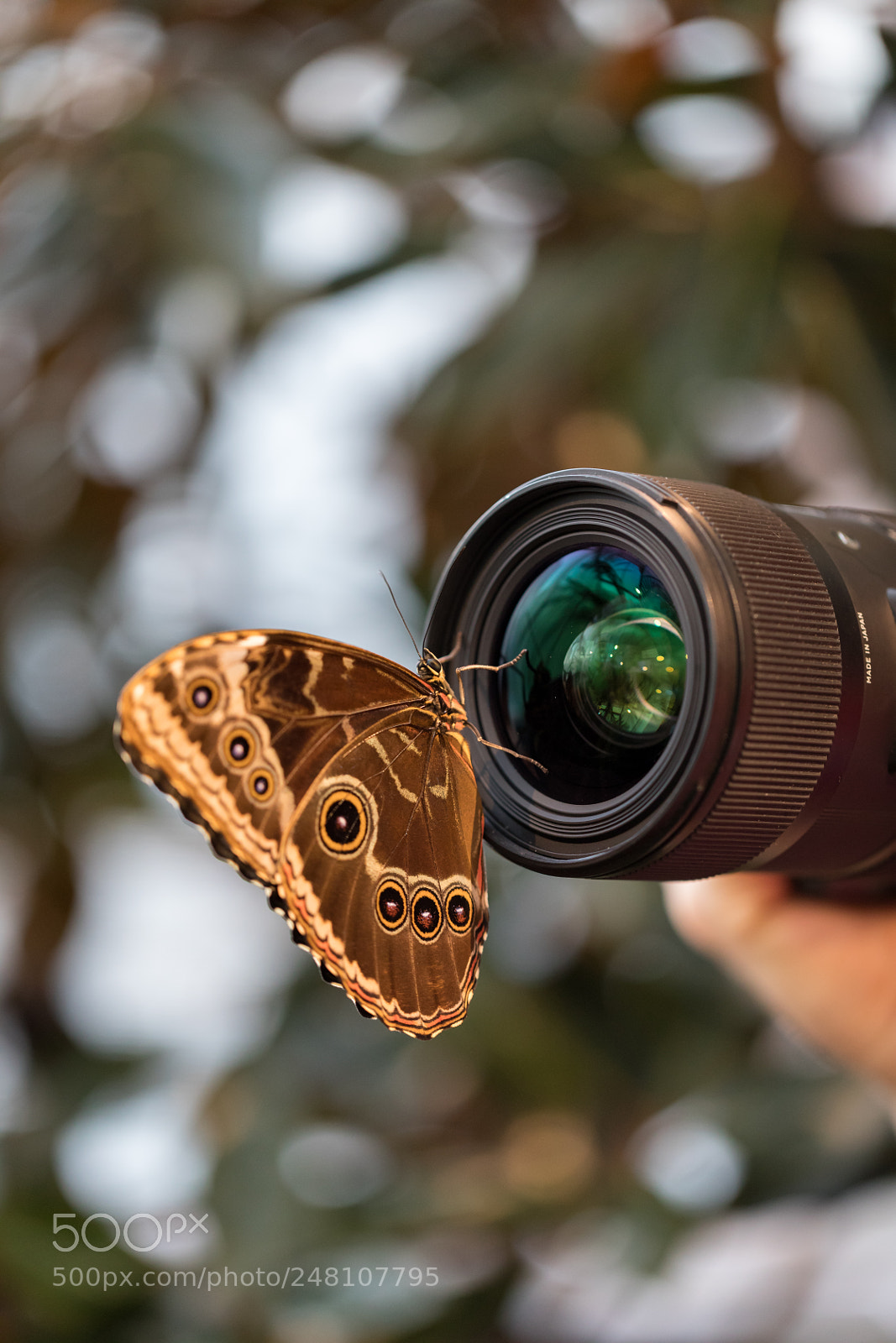 Canon EOS 5D Mark IV sample photo. Curious butterfly photography