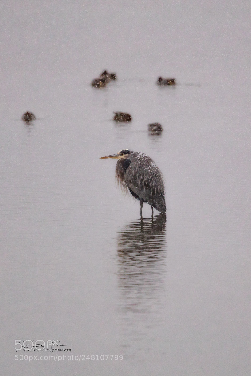 Canon EOS-1D X Mark II sample photo. 174. great blue heron photography