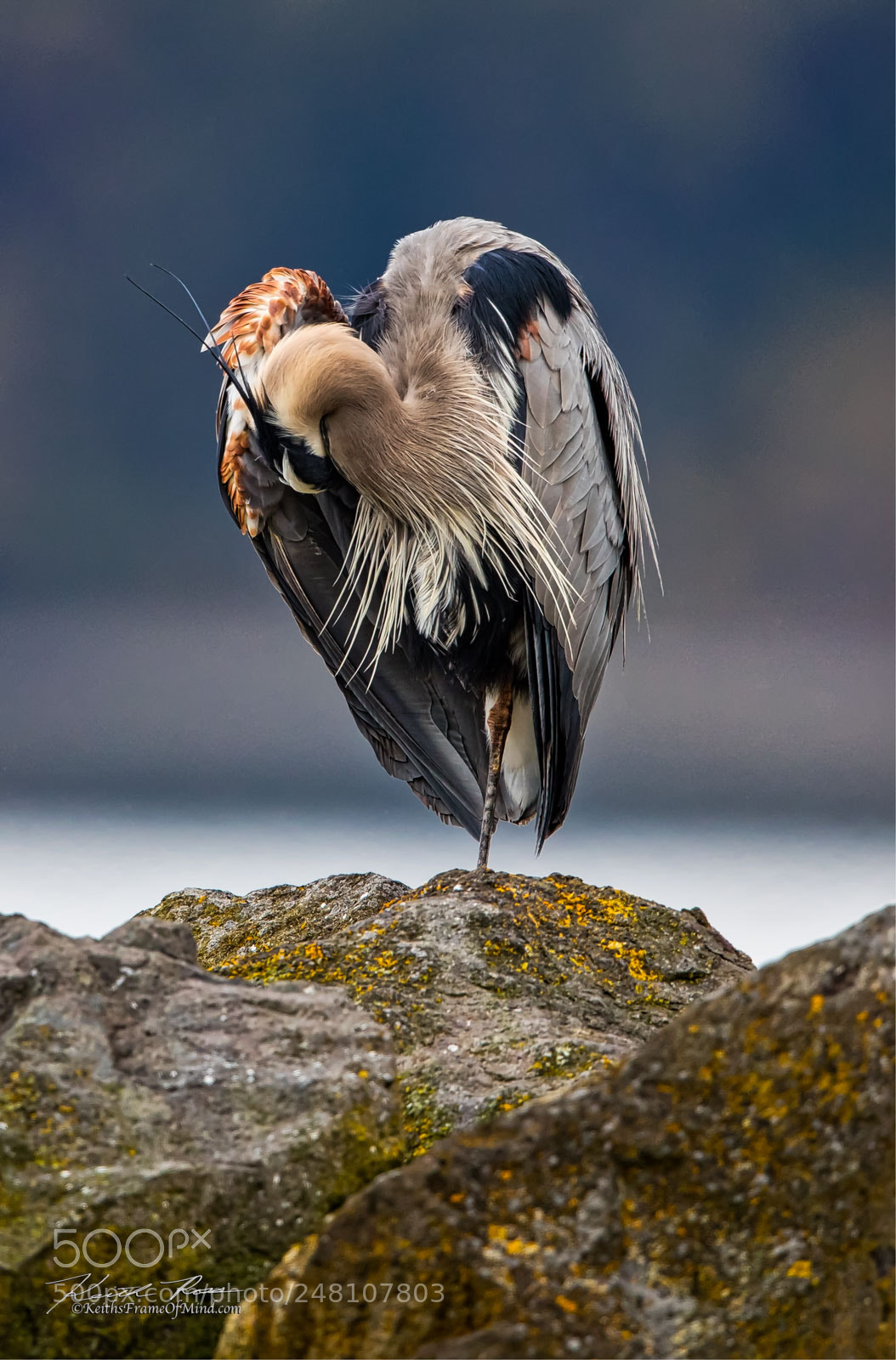 Canon EOS-1D X Mark II sample photo. 70. great blue heron photography