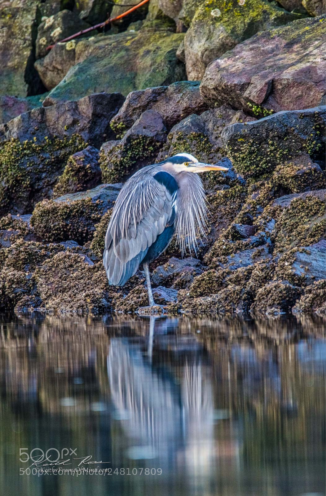Canon EOS 5DS sample photo. 7. great blue heron photography