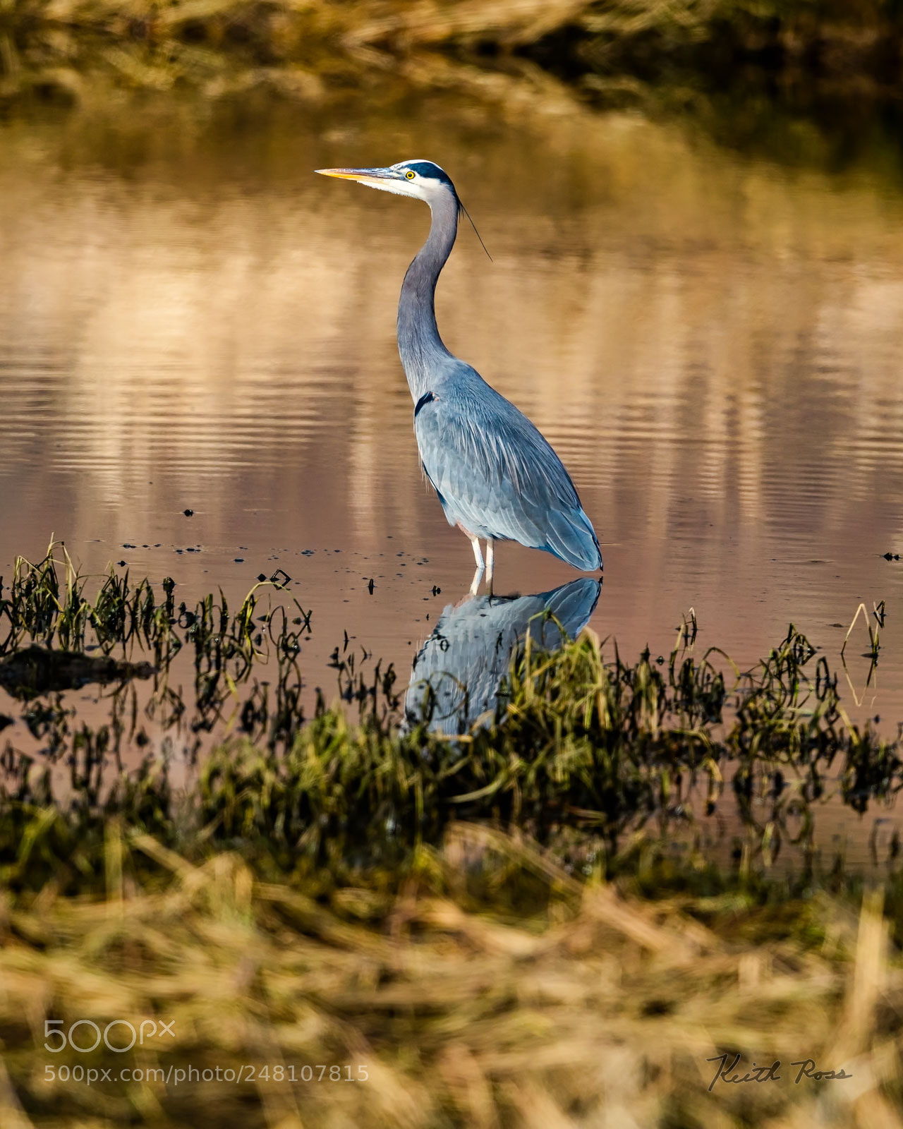 Canon EOS-1D X Mark II sample photo. 176. great blue heron   photography