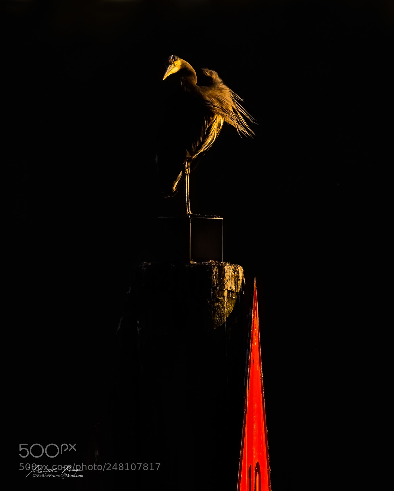 Canon EOS-1D X Mark II sample photo. 157. great blue heron photography