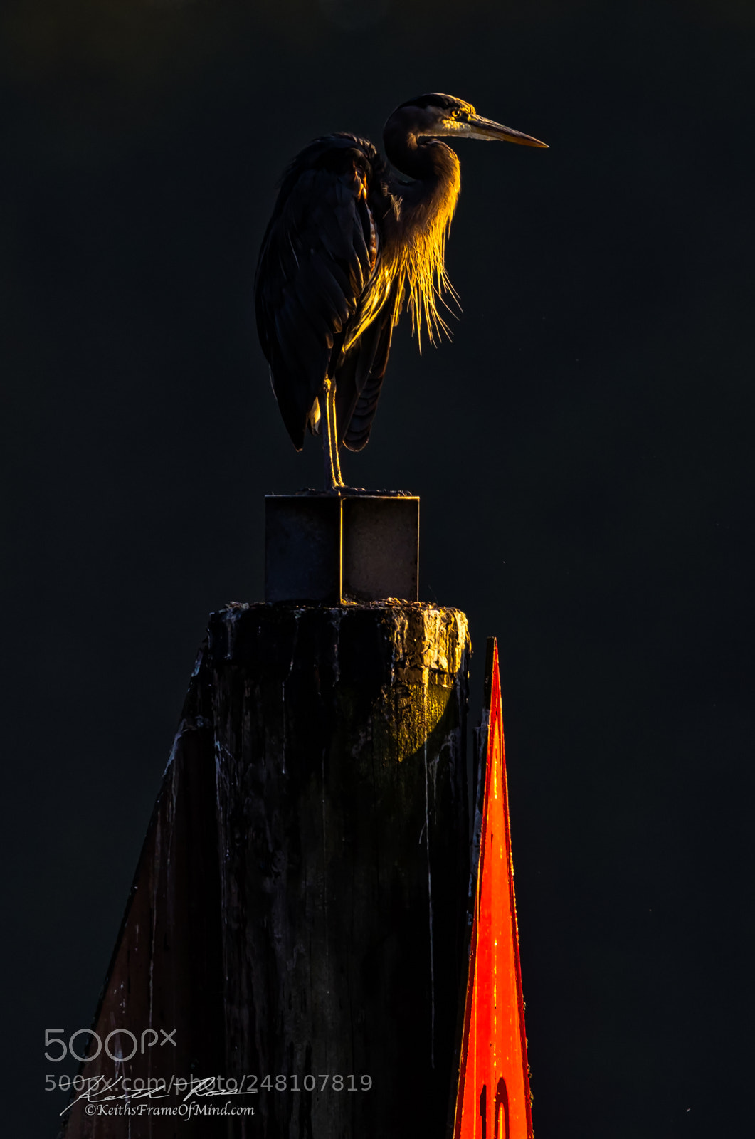 Canon EOS-1D X Mark II sample photo. 159. great blue heron photography