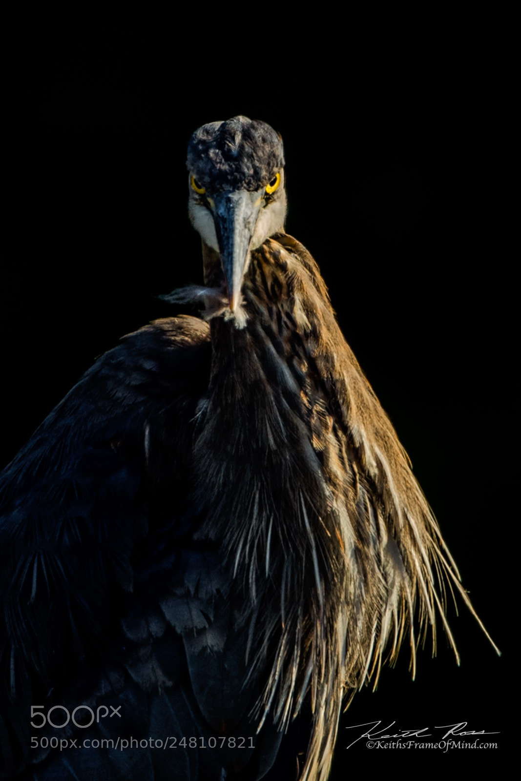 Canon EOS-1D X Mark II sample photo. 106. great blue heron photography