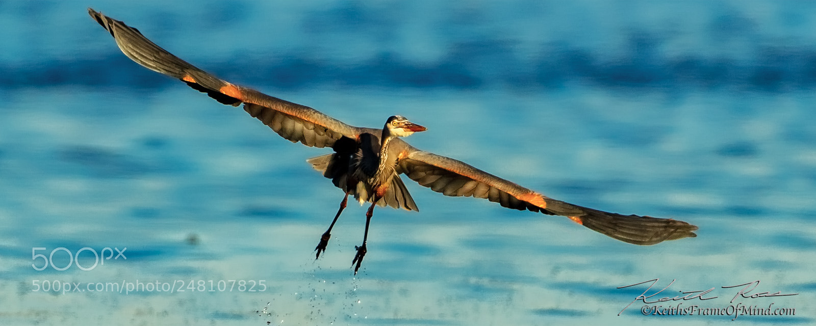 Canon EOS 5DS sample photo. 9. great blue heron photography