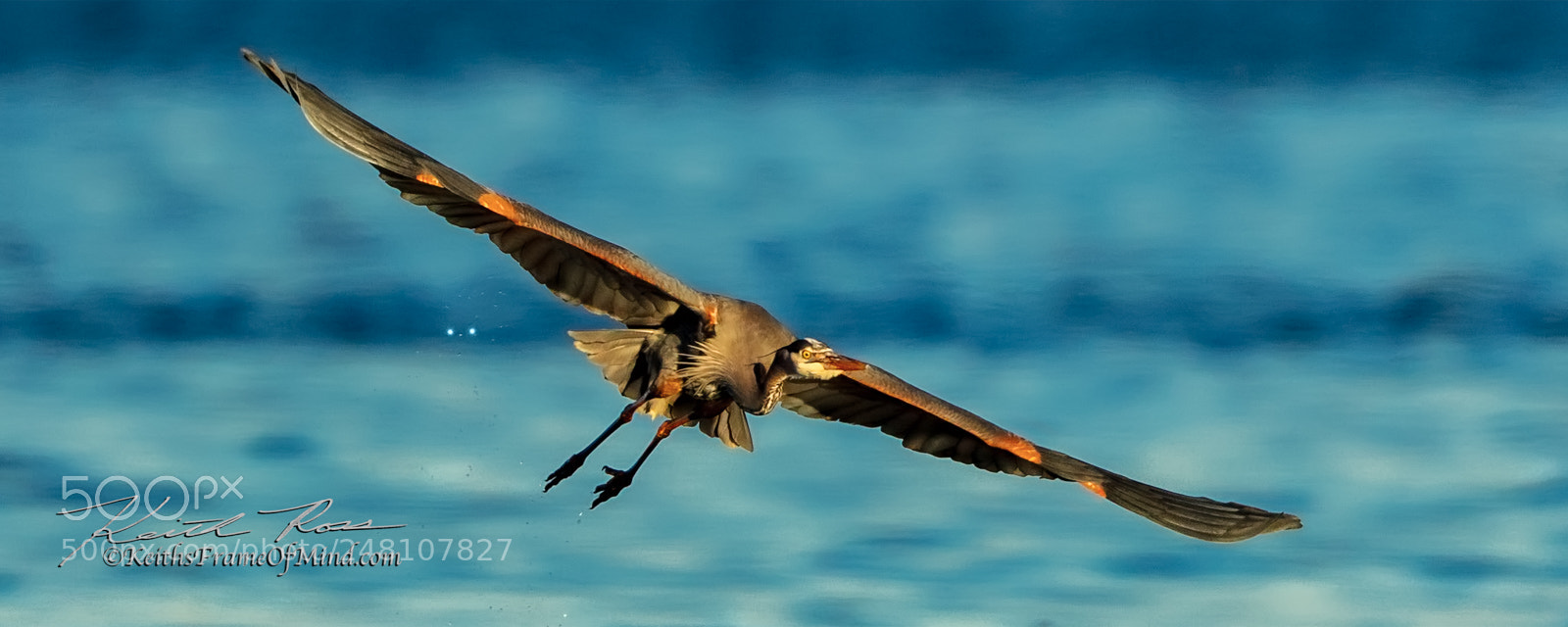 Canon EOS 5DS sample photo. 10. great blue heron photography