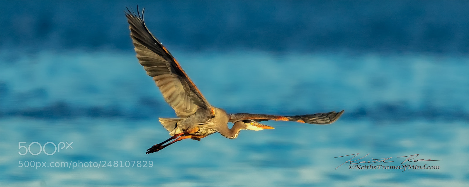 Canon EOS 5DS sample photo. 11. great blue heron photography