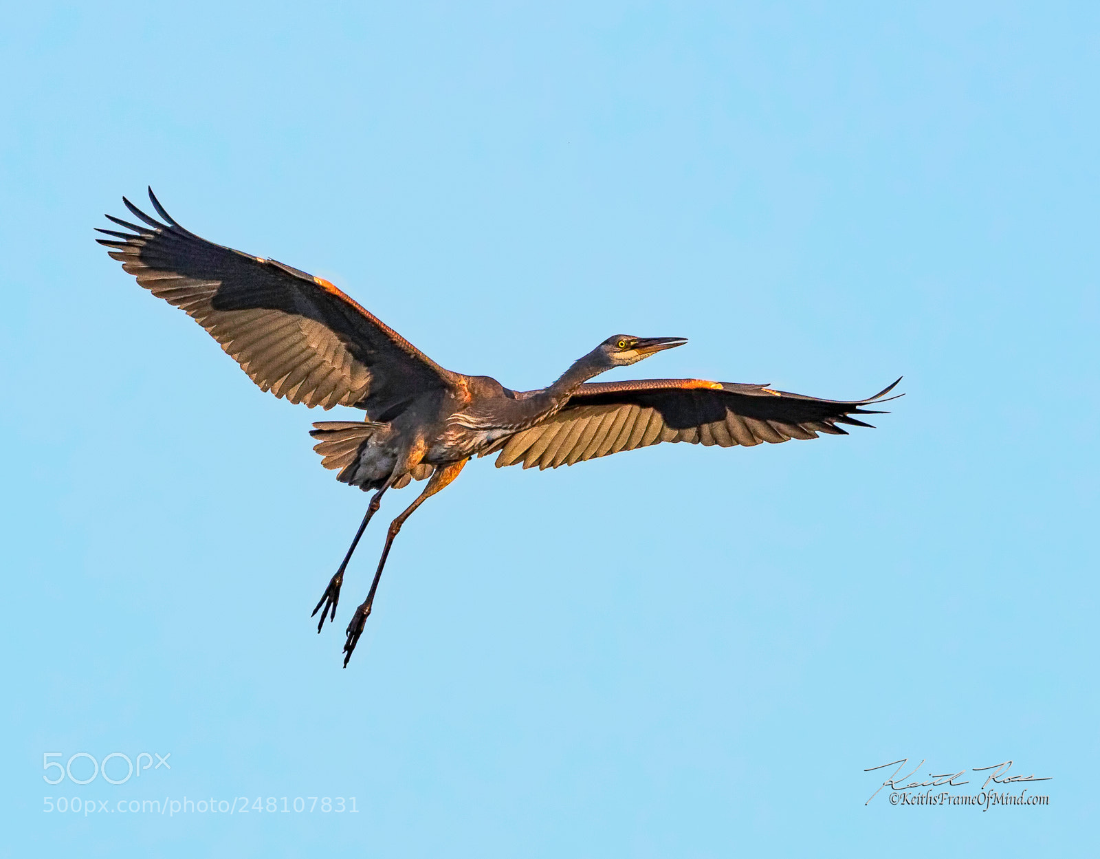 Canon EOS 5DS sample photo. 12. great blue heron photography