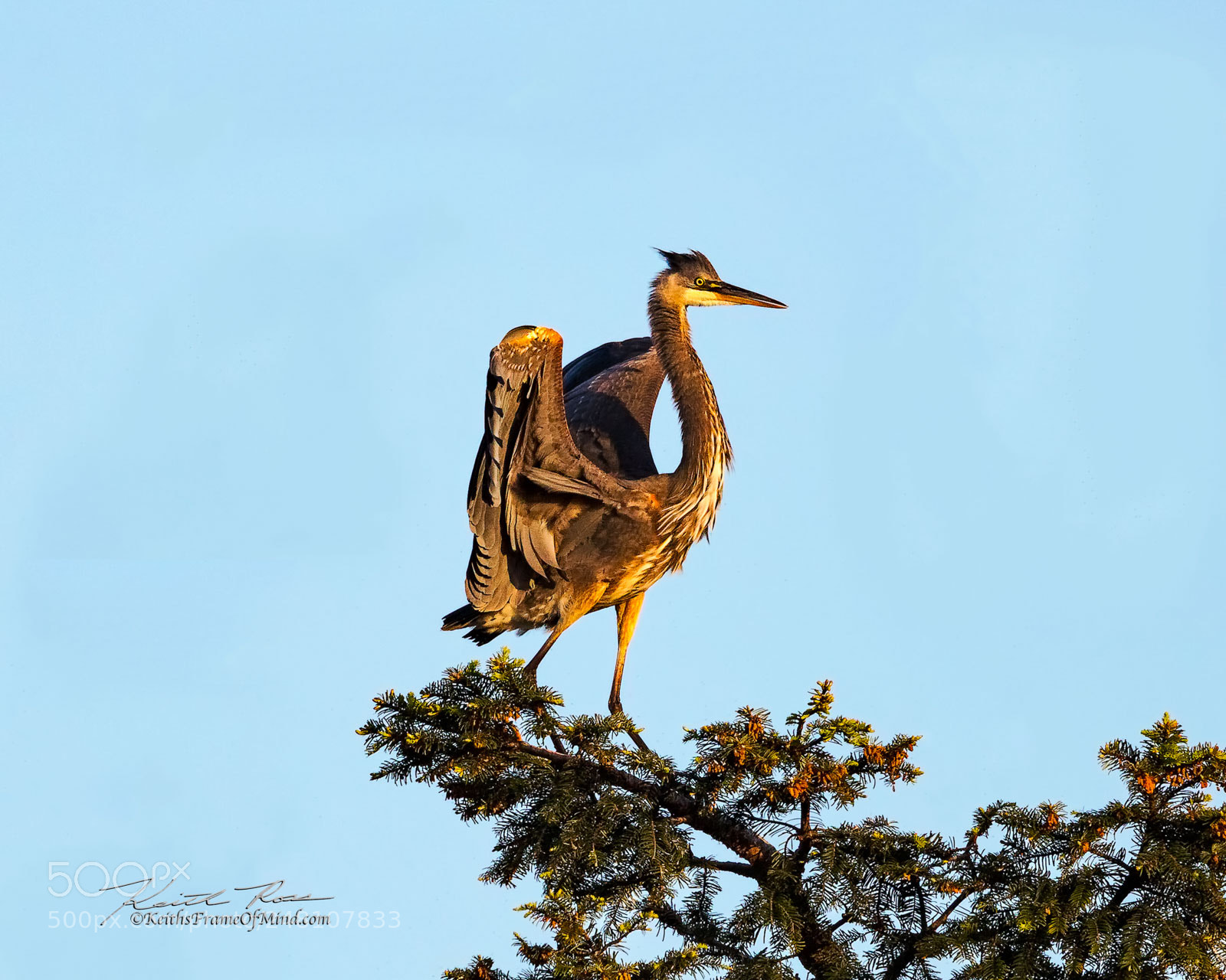Canon EOS 5DS sample photo. 14. great blue heron photography