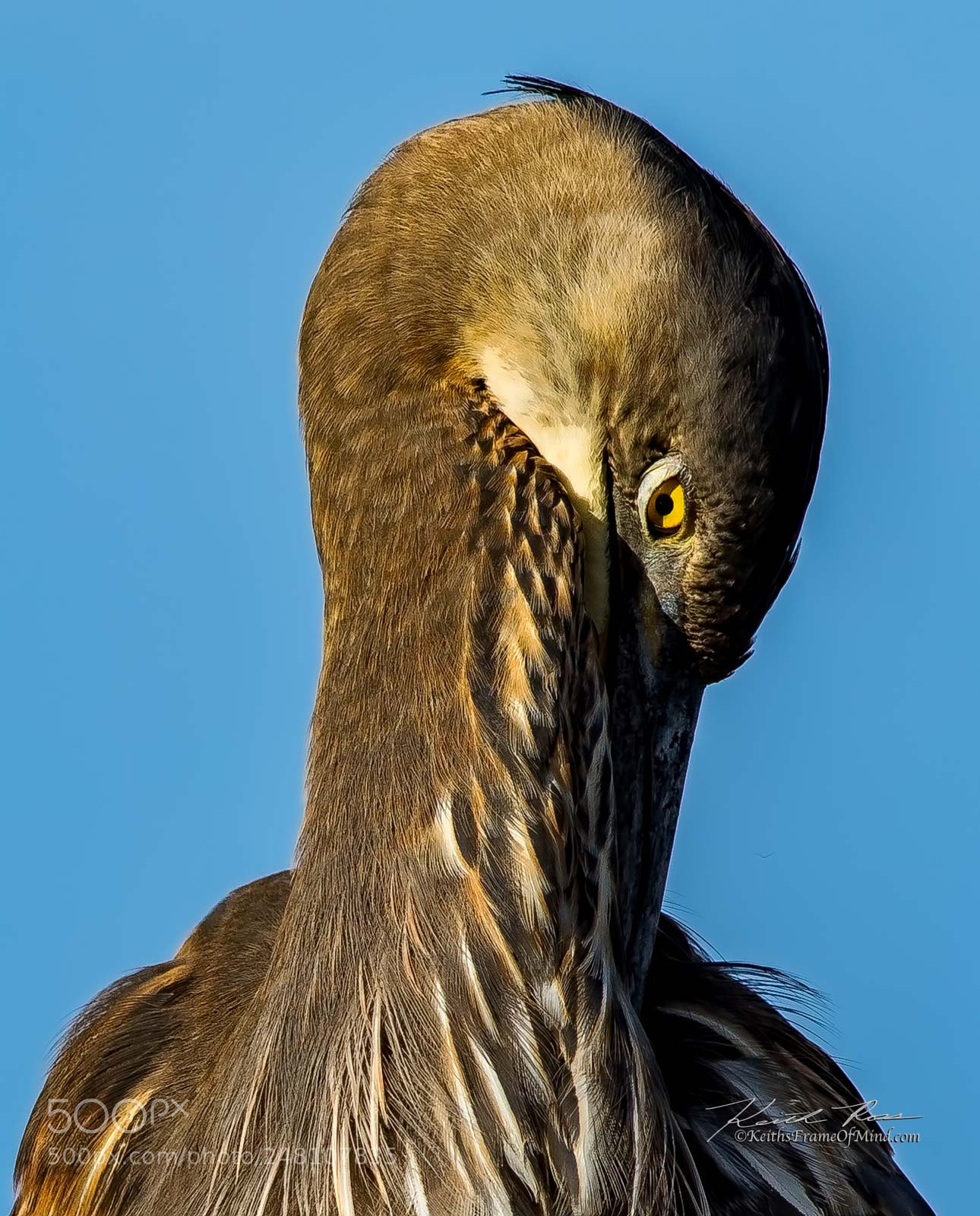 Canon EOS 7D Mark II sample photo. 29. birds-eye - sequim wa photography