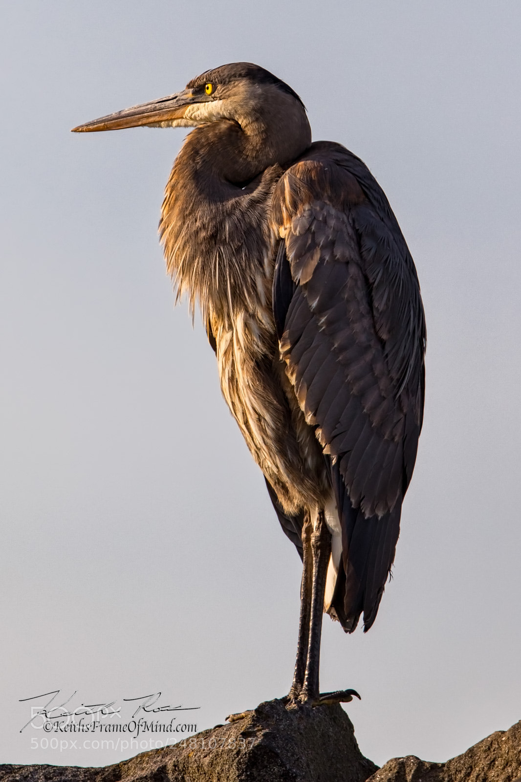 Canon EOS 7D Mark II sample photo. 31. great blue heron photography