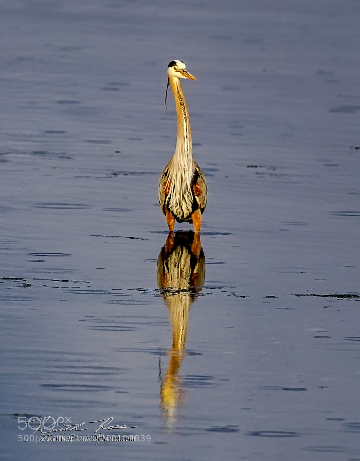 Canon EOS-1D X Mark II sample photo. 32. great blue heron photography