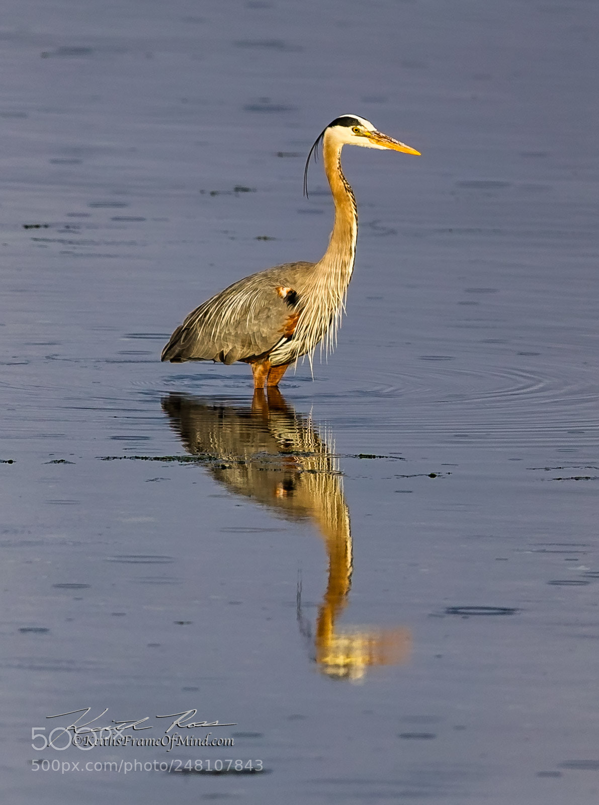 Canon EOS-1D X Mark II sample photo. 33. great blue heron photography