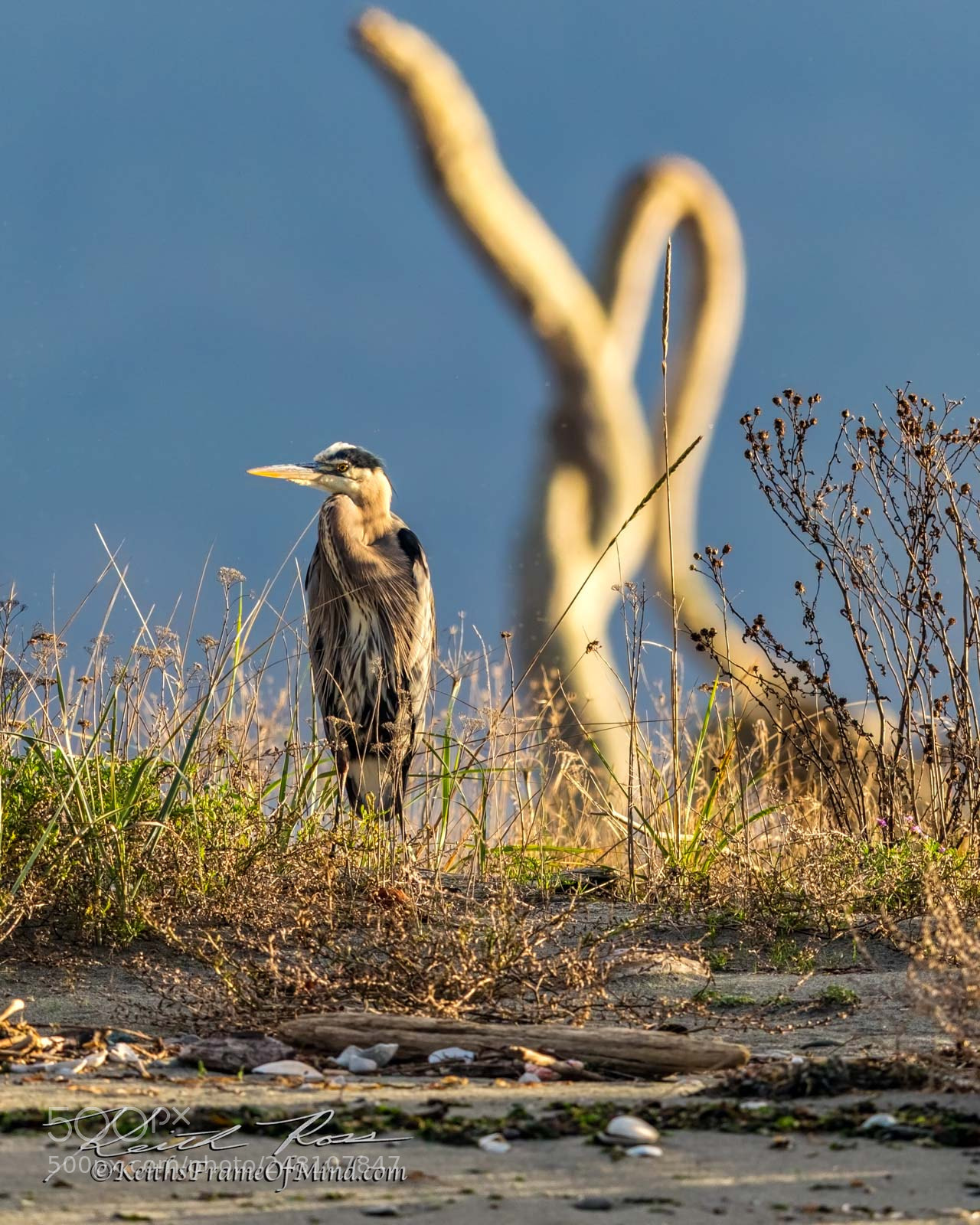 Canon EOS 7D Mark II sample photo. 41. great blue heron photography