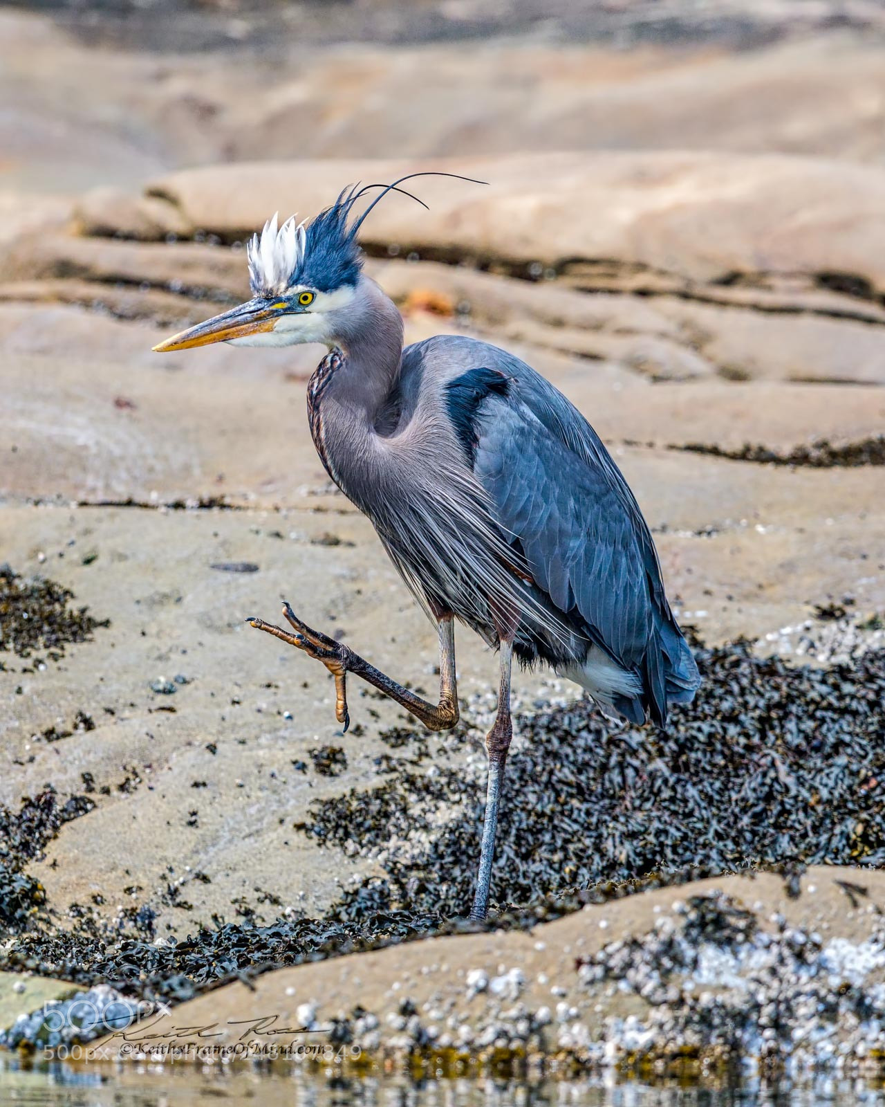 Canon EOS-1D X Mark II sample photo. 86. great blue heron photography