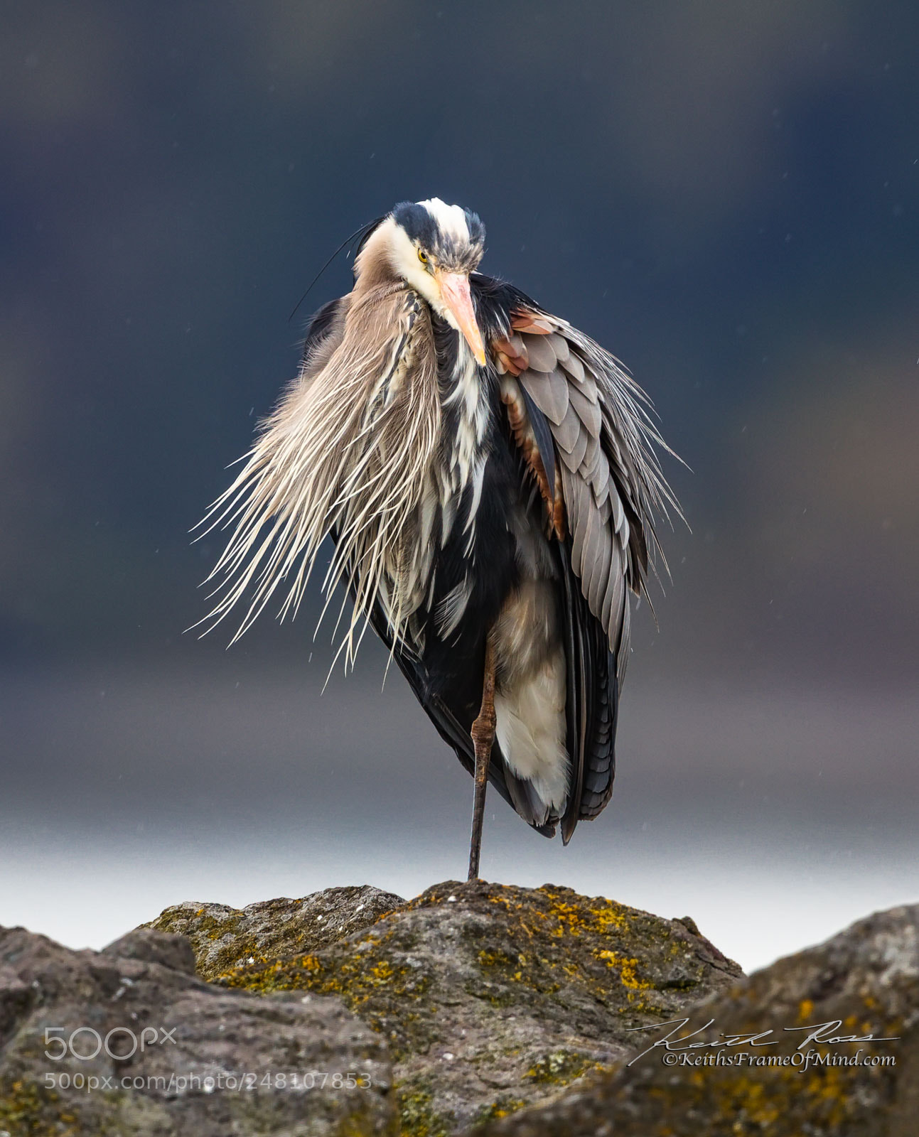 Canon EOS-1D X Mark II sample photo. 66. great blue heron photography