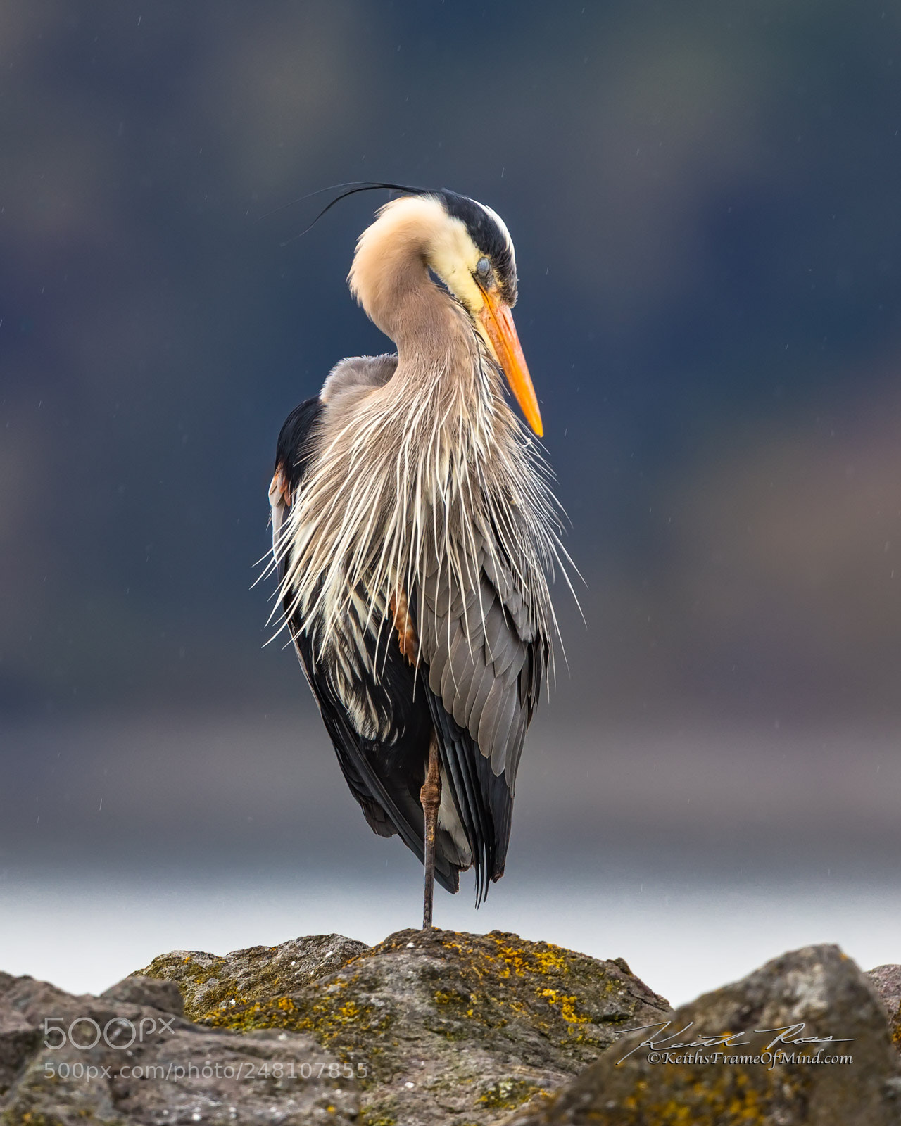 Canon EOS-1D X Mark II sample photo. 67. great blue heron photography