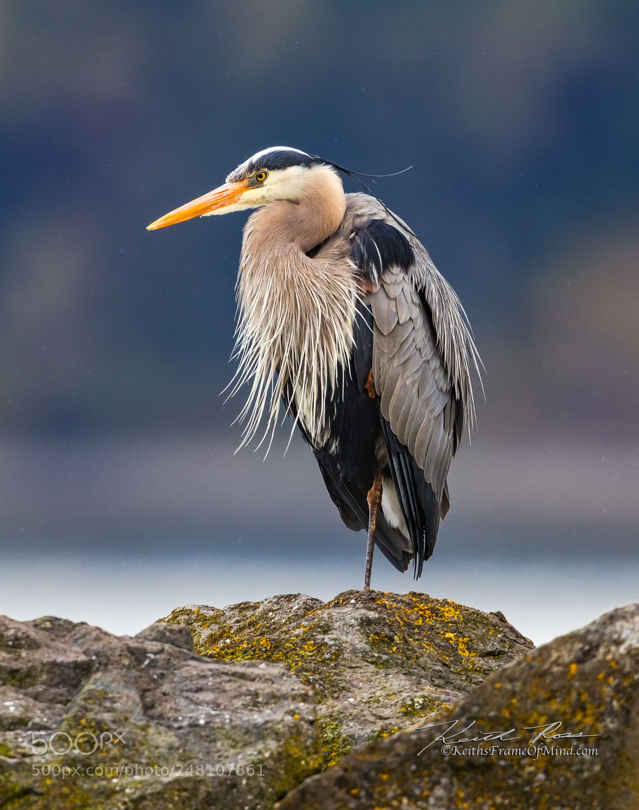 Canon EOS-1D X Mark II sample photo. 69. great blue heron photography