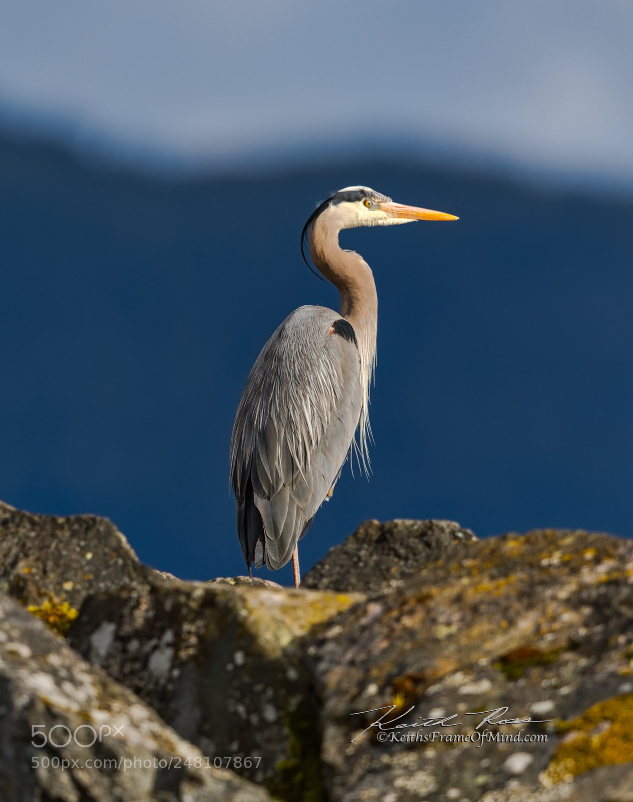 Canon EOS-1D X Mark II sample photo. 72. great blue heron photography