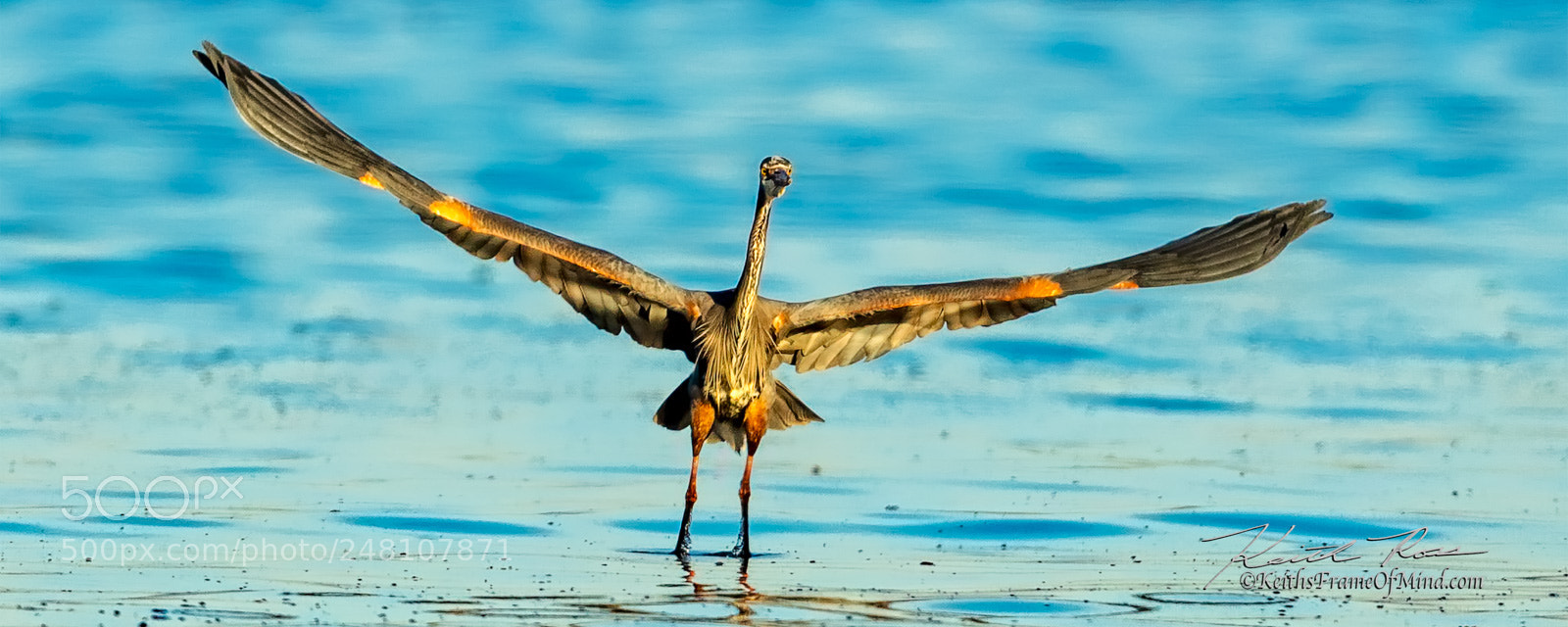 Canon EOS 5DS sample photo. 8. great blue heron photography