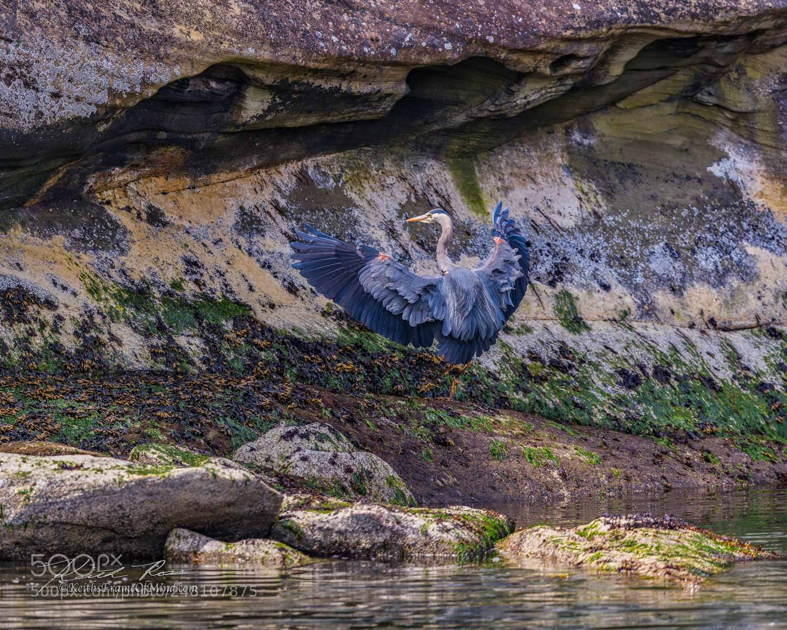 Canon EOS-1D X Mark II sample photo. 73. . great blue photography