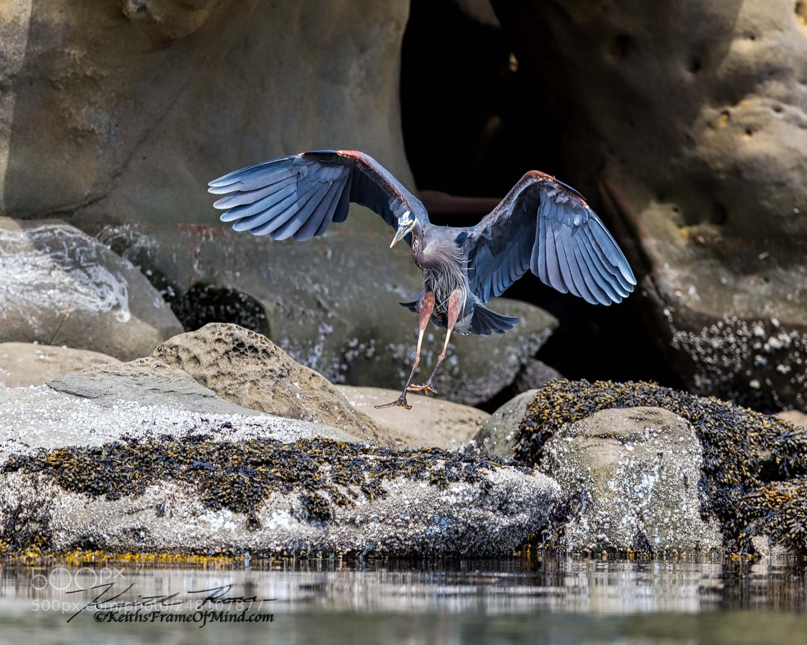 Canon EOS-1D X Mark II sample photo. 76. great blue heron photography
