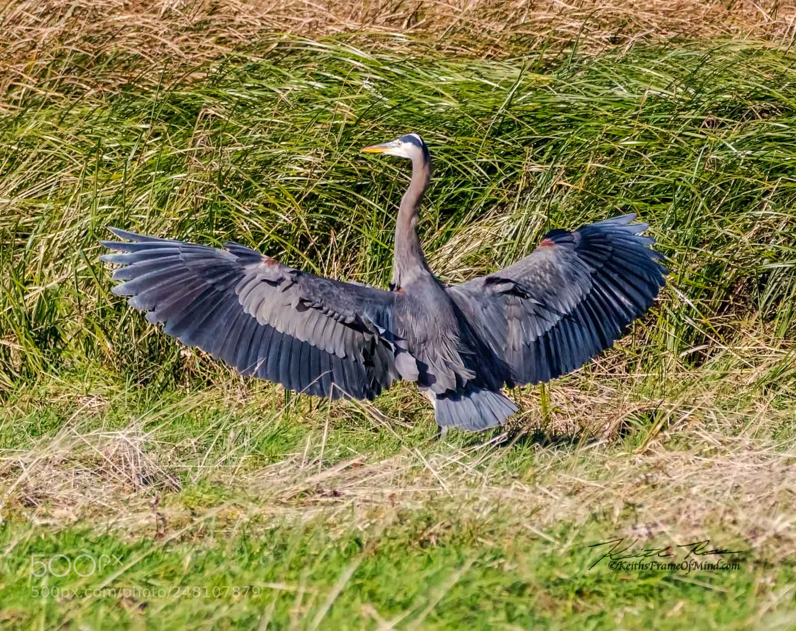 Canon EOS 5DS sample photo. 6. great blue heron photography
