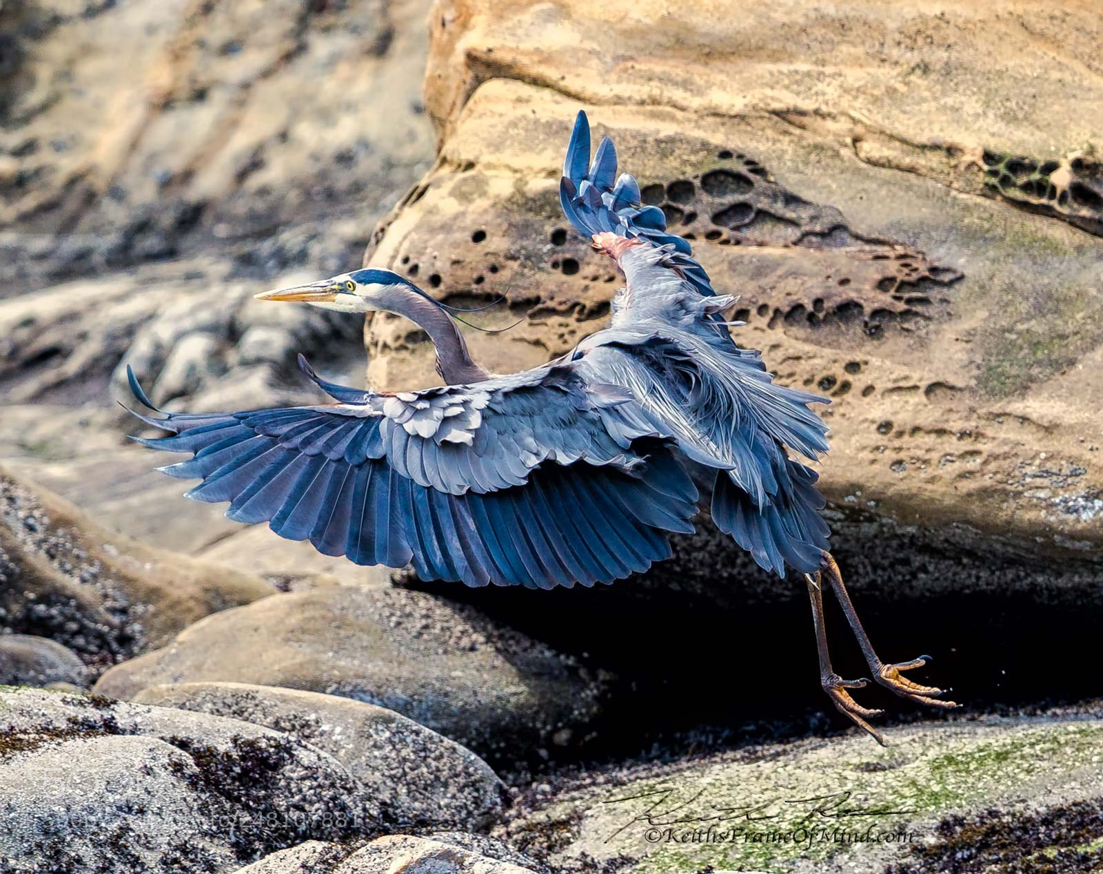 Canon EOS-1D X Mark II sample photo. 25. great blue heron photography