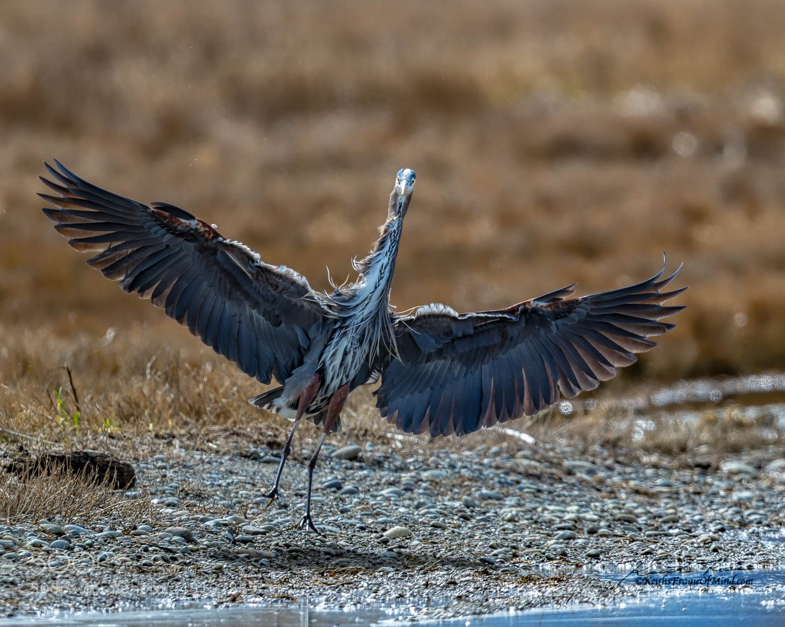 Canon EOS-1D X Mark II sample photo. 56. great blue heron photography