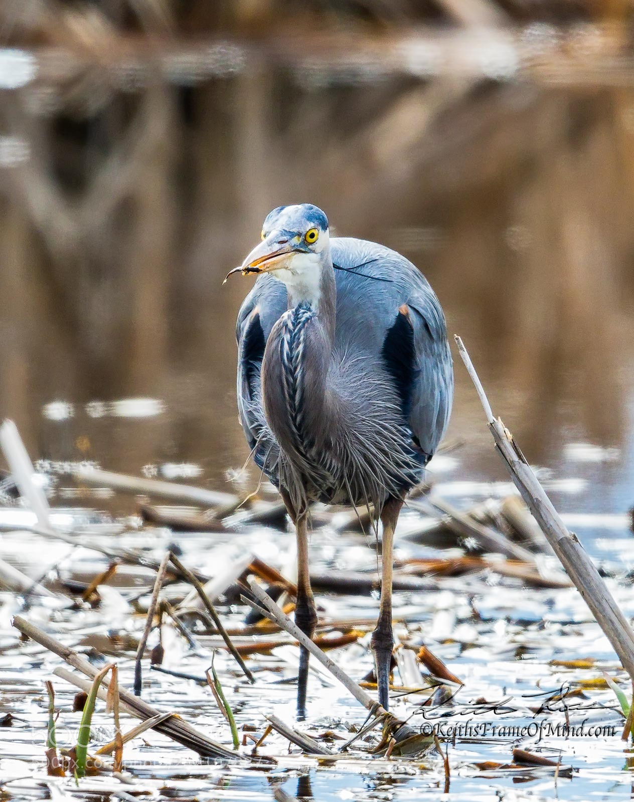 Canon EOS 7D Mark II sample photo. 55. great blue heron photography