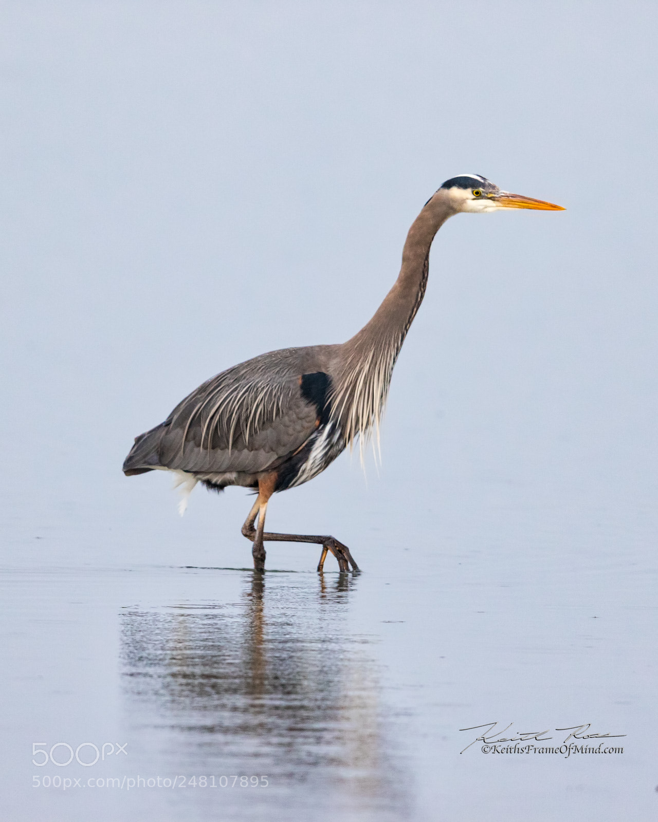 Canon EOS 7D Mark II sample photo. 59. great blue heron photography