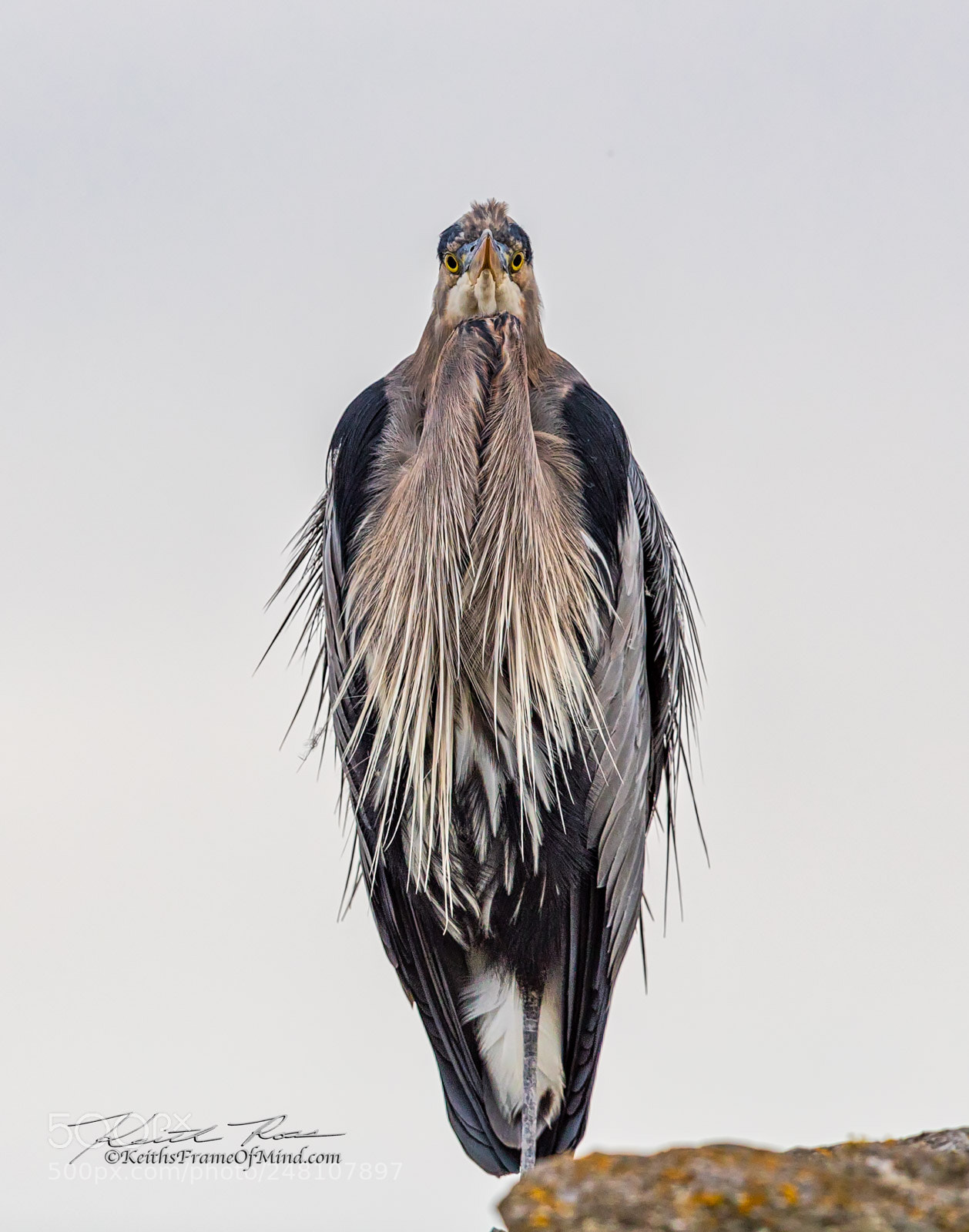Canon EOS-1D X Mark II sample photo. 149. great blue heron photography